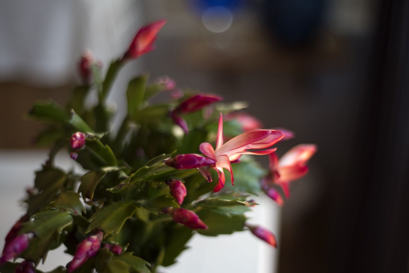 Nikon D750 sample photo. Cactus, julkaktus, green photography