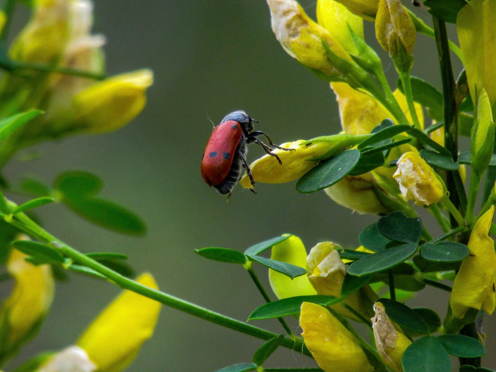 Canon PowerShot SX410 IS sample photo. Arthropod, insect, yellow flower photography