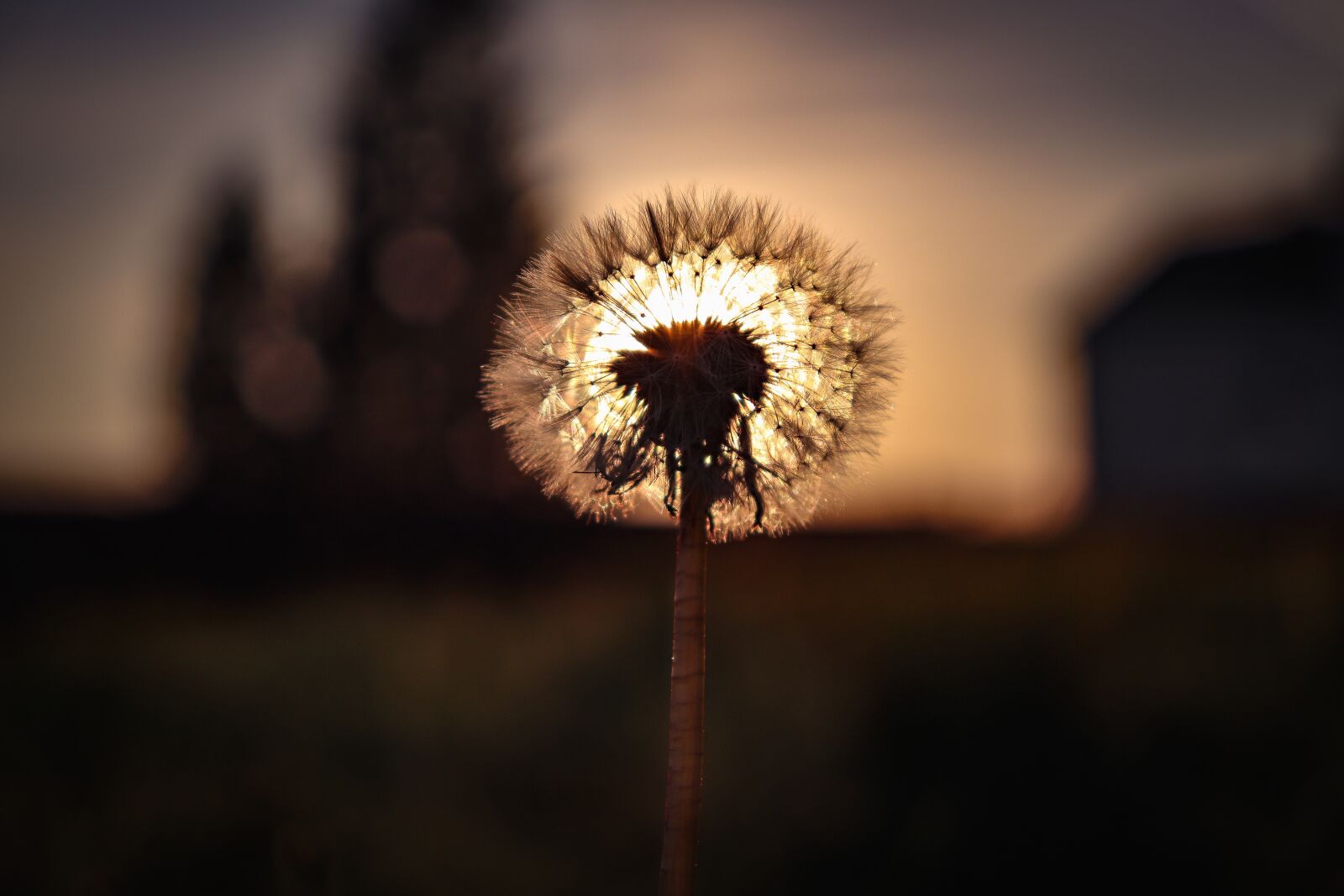 Canon EOS 200D (EOS Rebel SL2 / EOS Kiss X9) sample photo. Dandelion, sunset, village photography