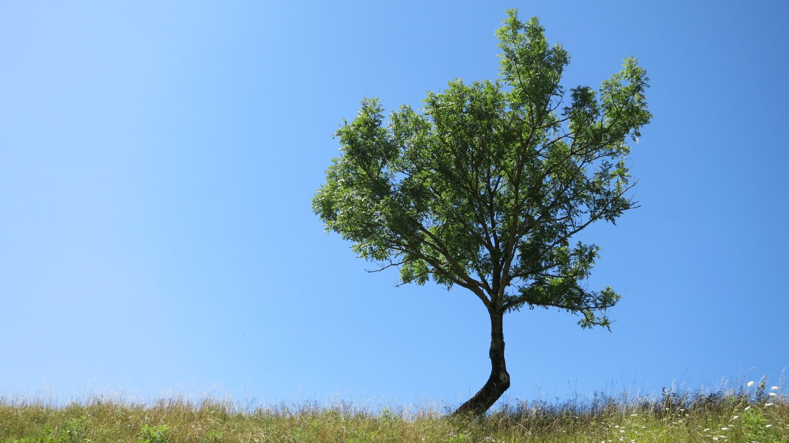 Canon PowerShot S110 sample photo. Tree, irsee, ubs private photography