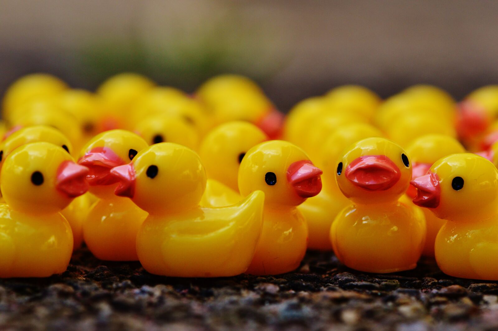 Nikon D3200 sample photo. Ducks, figures, group photography