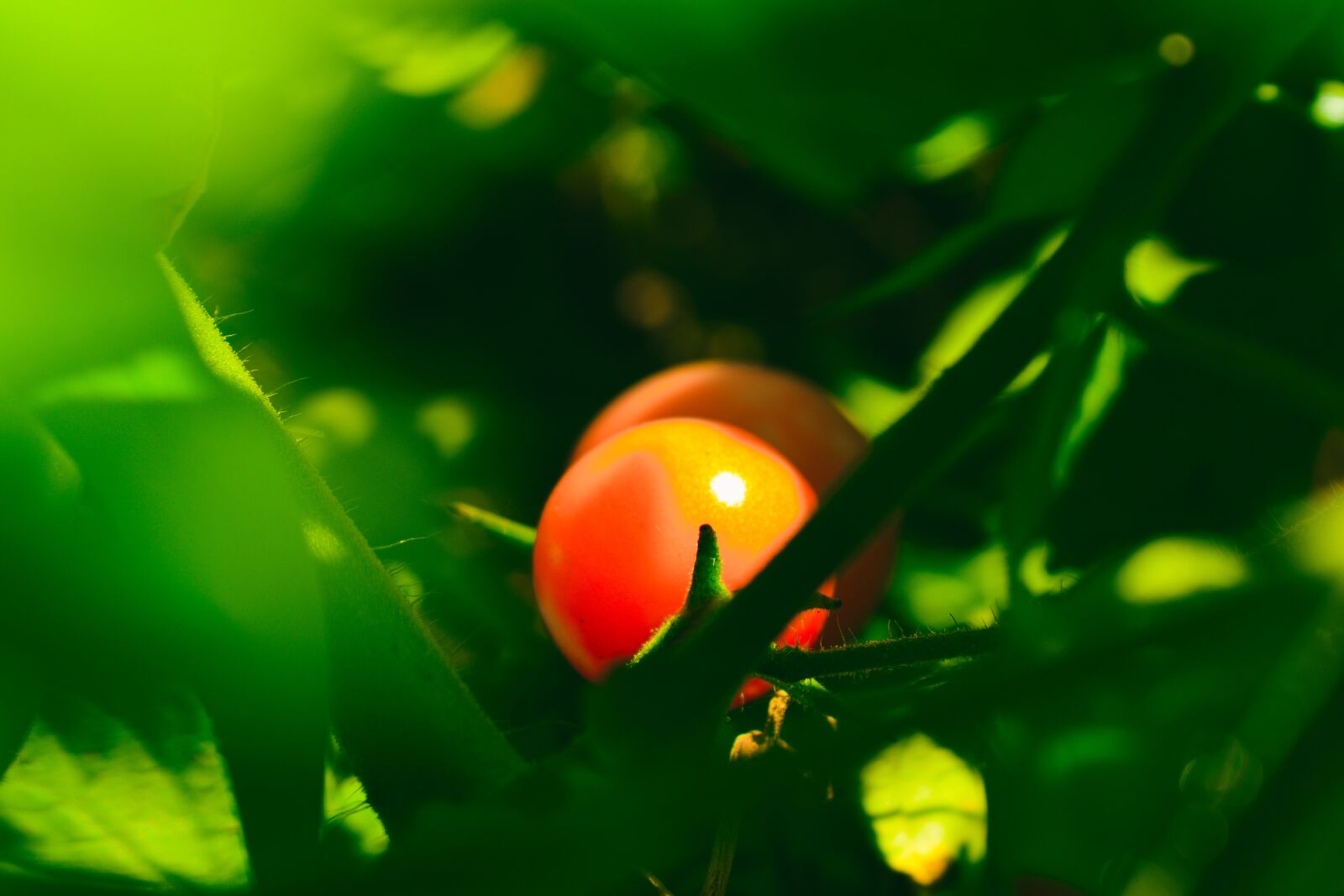 Nikon D5600 sample photo. Baby tomato, vegetable, natural photography