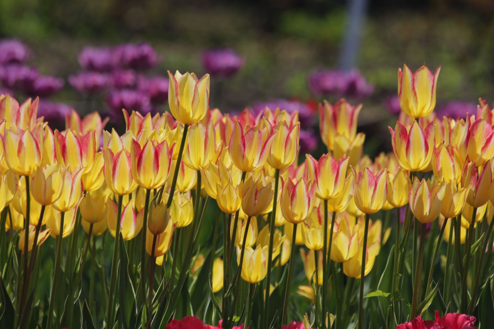 Canon EOS 650D (EOS Rebel T4i / EOS Kiss X6i) sample photo. Tulips, flowers, spring photography