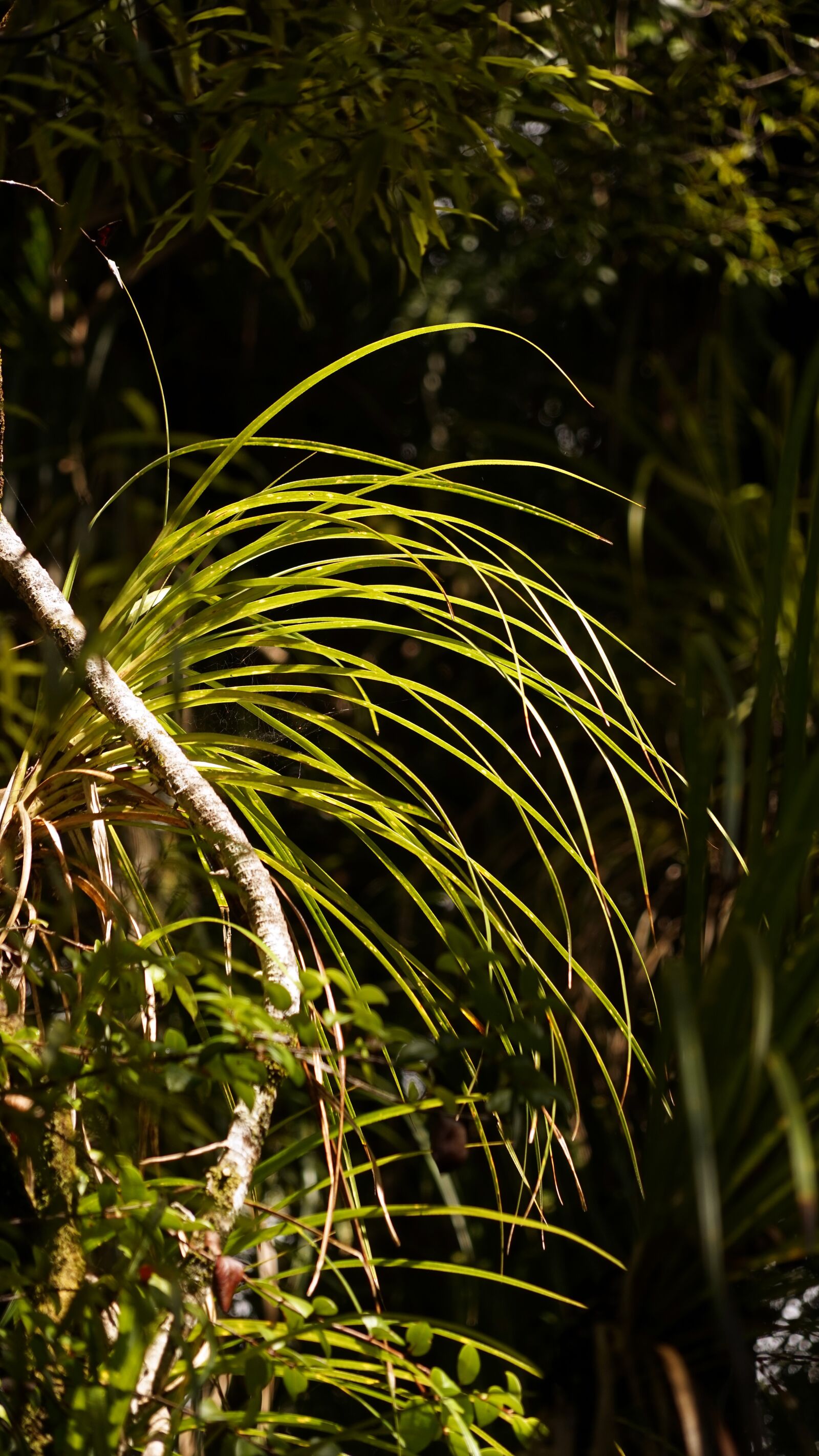 Sony a7 + Sony FE 24-240mm F3.5-6.3 OSS sample photo. Rainforest, grass, backlighting photography