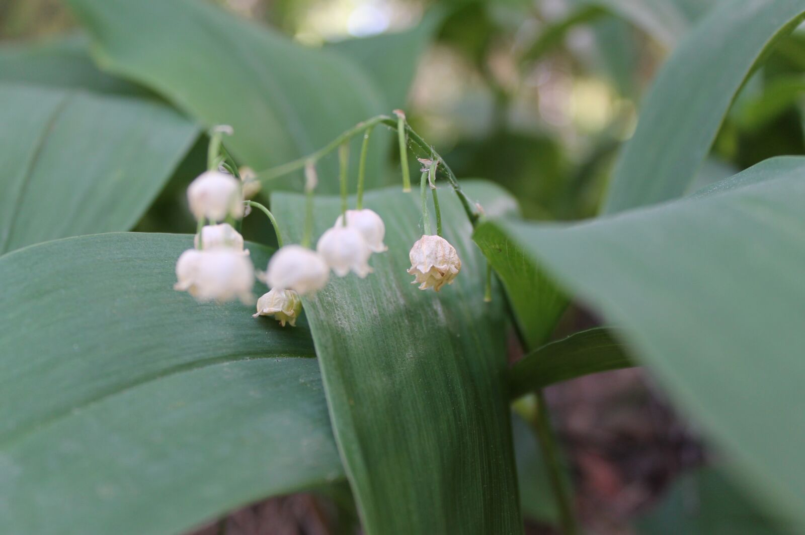 Canon EOS 1100D (EOS Rebel T3 / EOS Kiss X50) sample photo. Lilies of the valley photography