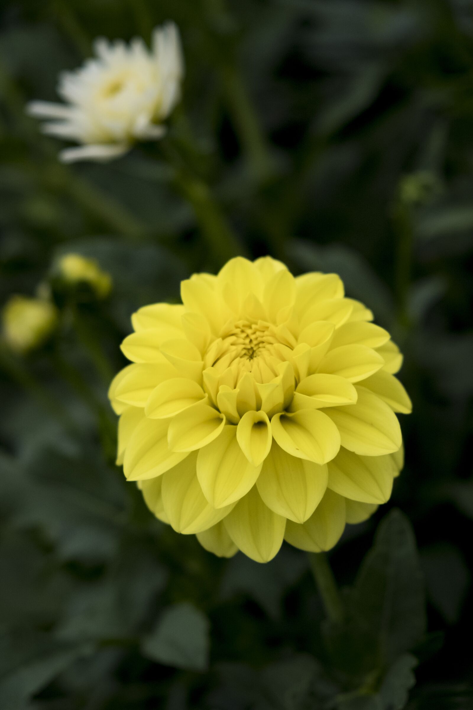 Fujifilm XF 18-55mm F2.8-4 R LM OIS sample photo. Flower, blossom, bloom photography