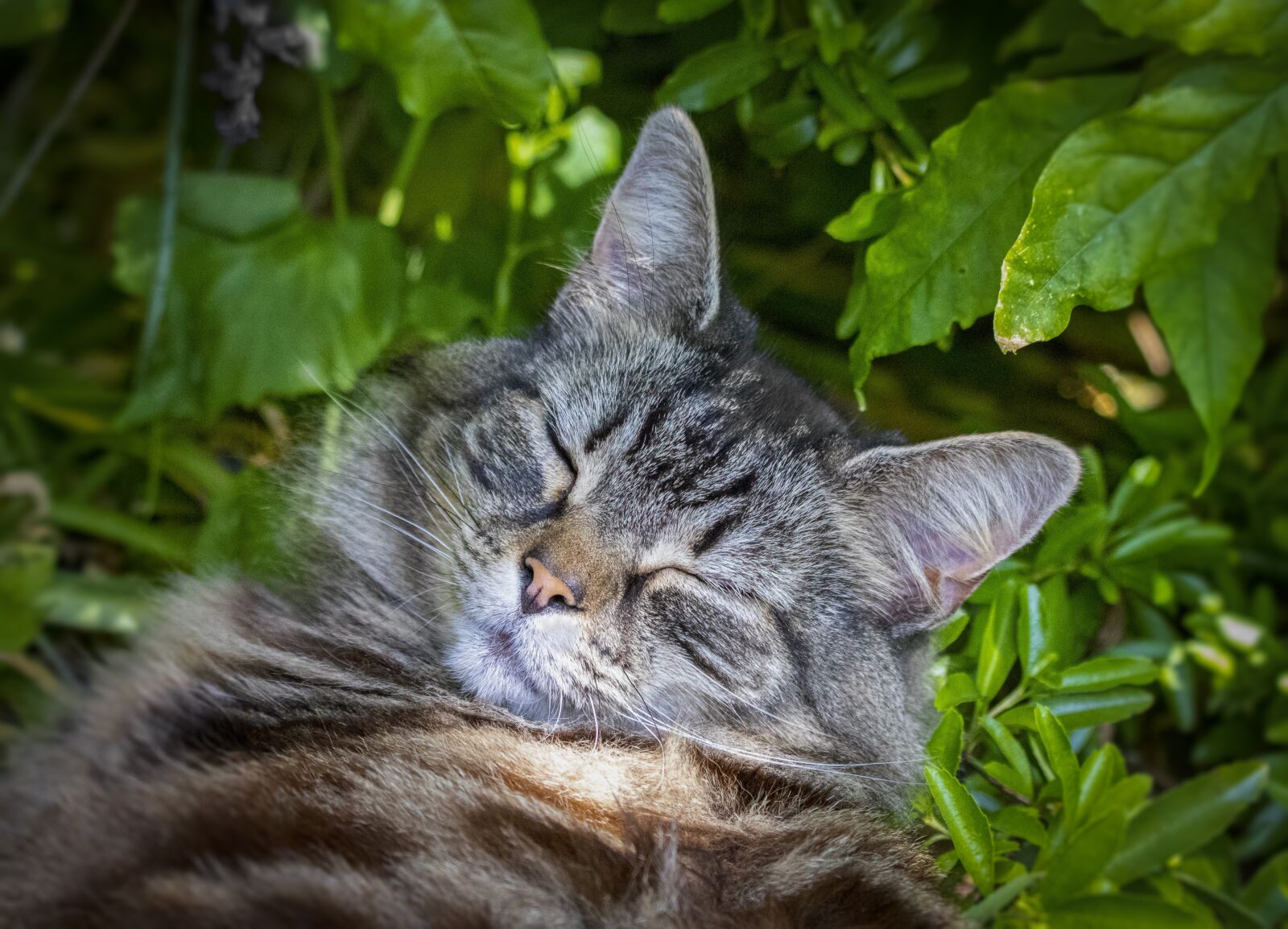 Sigma 100-400mm F5-6.3 DG OS HSM sample photo. Cat, pet, fur photography