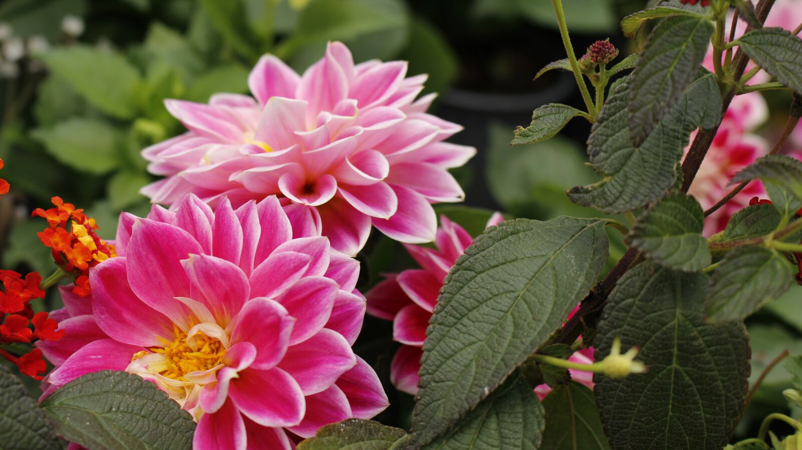 Canon EOS 700D (EOS Rebel T5i / EOS Kiss X7i) sample photo. Flowers, color, nature photography