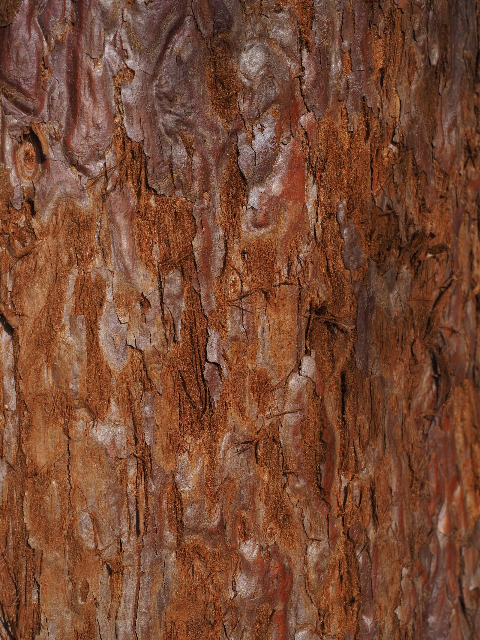 Olympus OM-D E-M1 + Olympus M.Zuiko Digital ED 12-40mm F2.8 Pro sample photo. Redwood tree bark, bark photography
