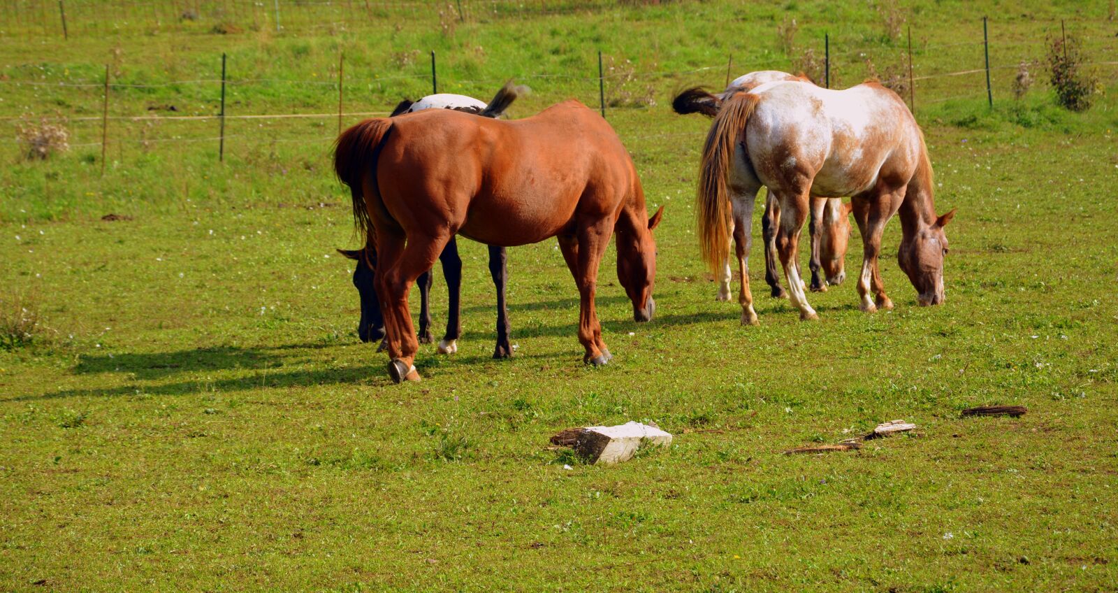 Nikon D7100 sample photo. Horses, pasture meadow, animal photography
