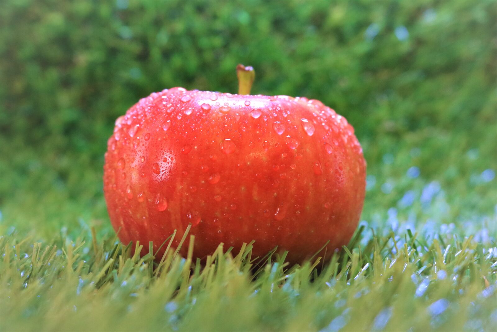 Canon EOS 750D (EOS Rebel T6i / EOS Kiss X8i) sample photo. Fruit, apple, nature photography
