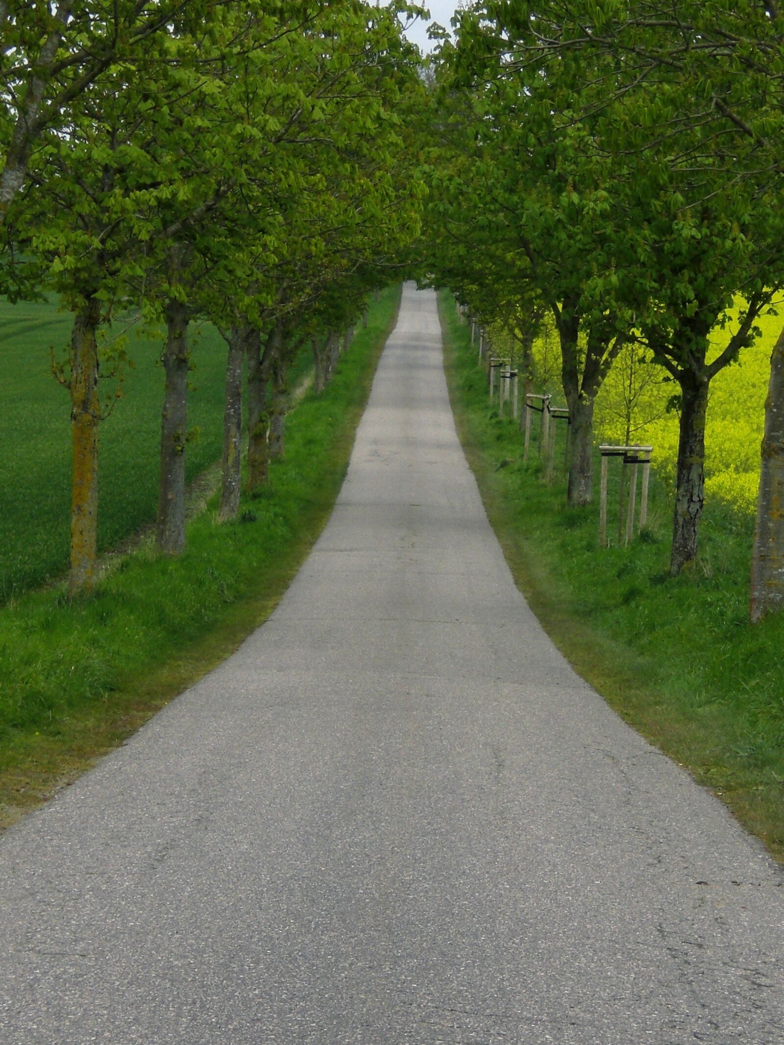 CASIO EX-Z77 sample photo. Nature, road, trees photography