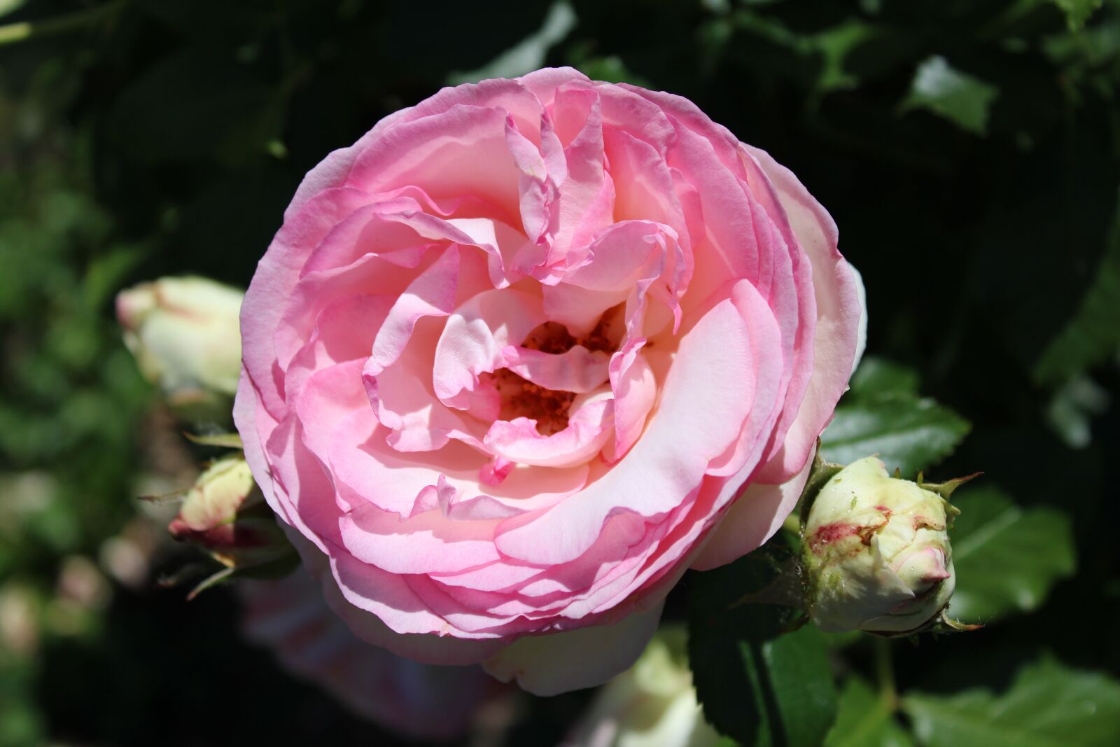 Canon EOS 2000D (EOS Rebel T7 / EOS Kiss X90 / EOS 1500D) sample photo. Rose, pink, white photography