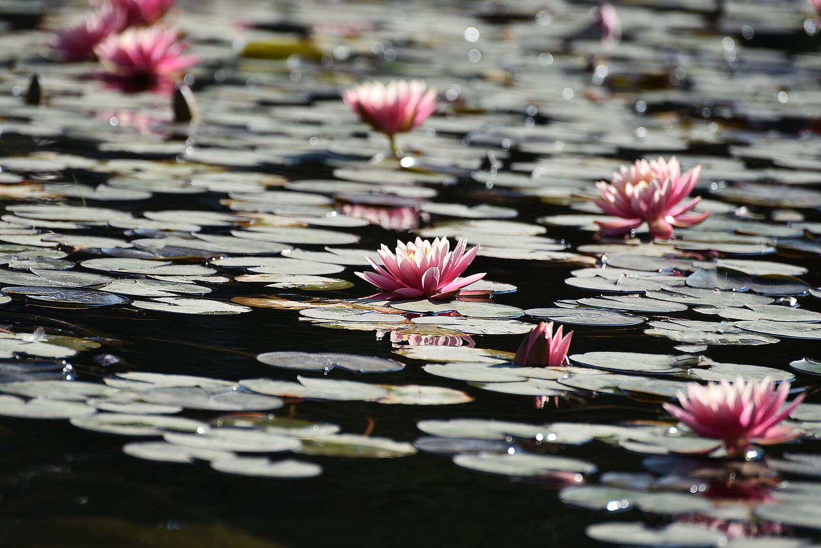 Nikon D750 sample photo. Flower, nature, pool photography