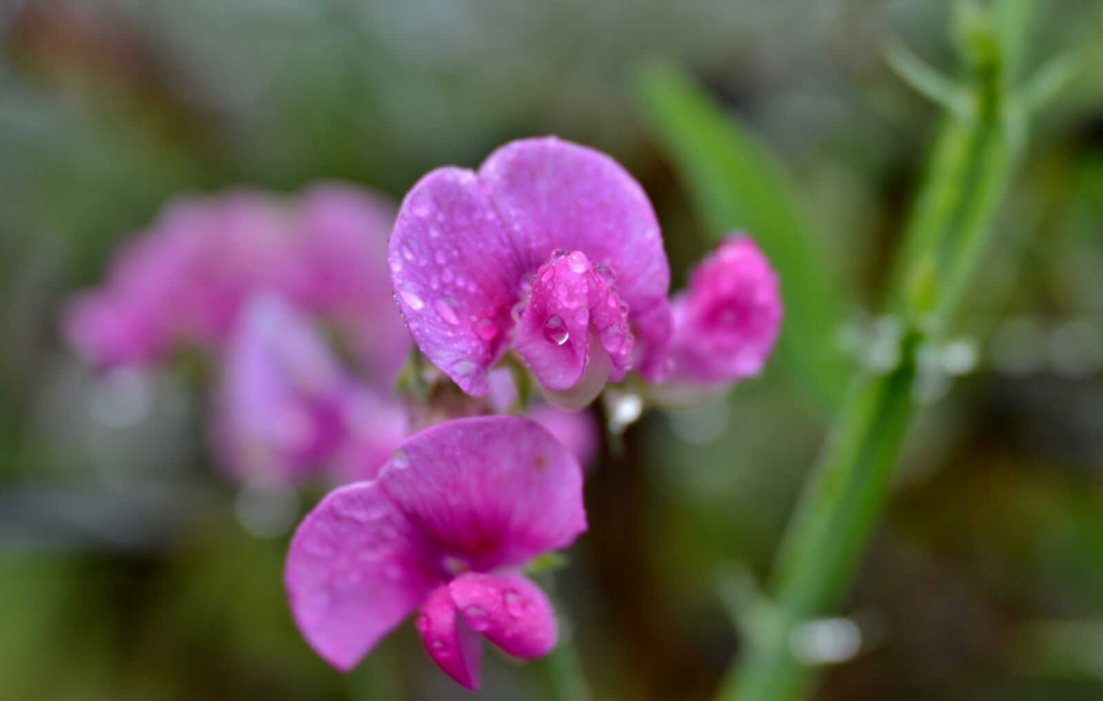 Nikon D600 sample photo. Lathyrus, sweet pea, raindrops photography
