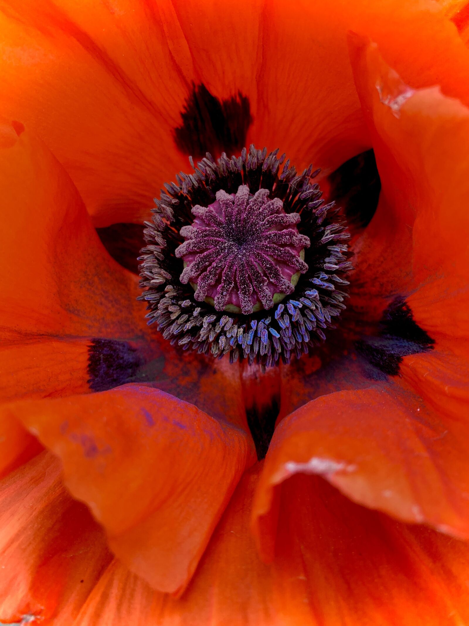 Apple iPhone 11 sample photo. Poppy, flower, nature photography