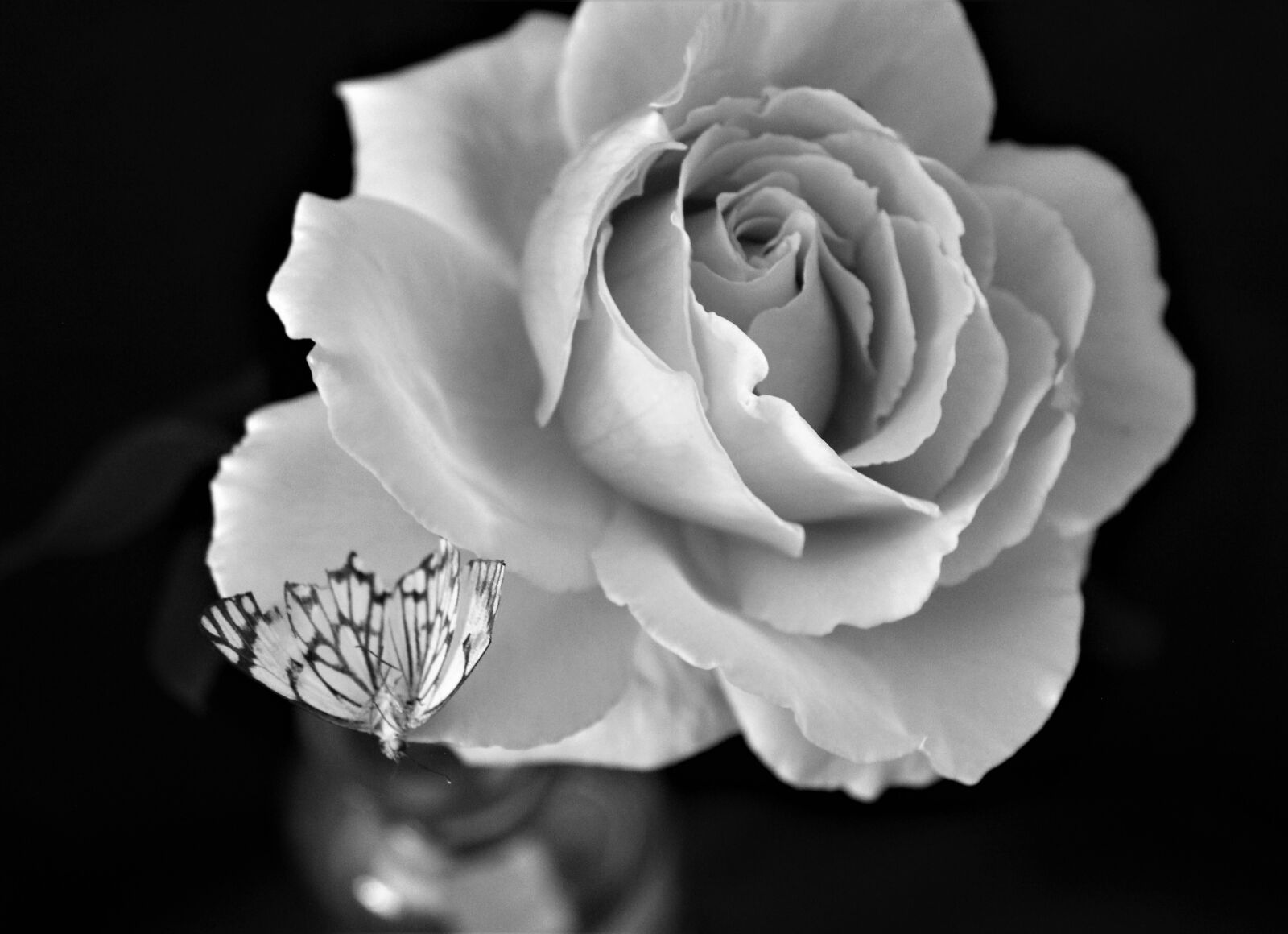 Canon EOS 1300D (EOS Rebel T6 / EOS Kiss X80) sample photo. Butterfly and rose, monochrome photography
