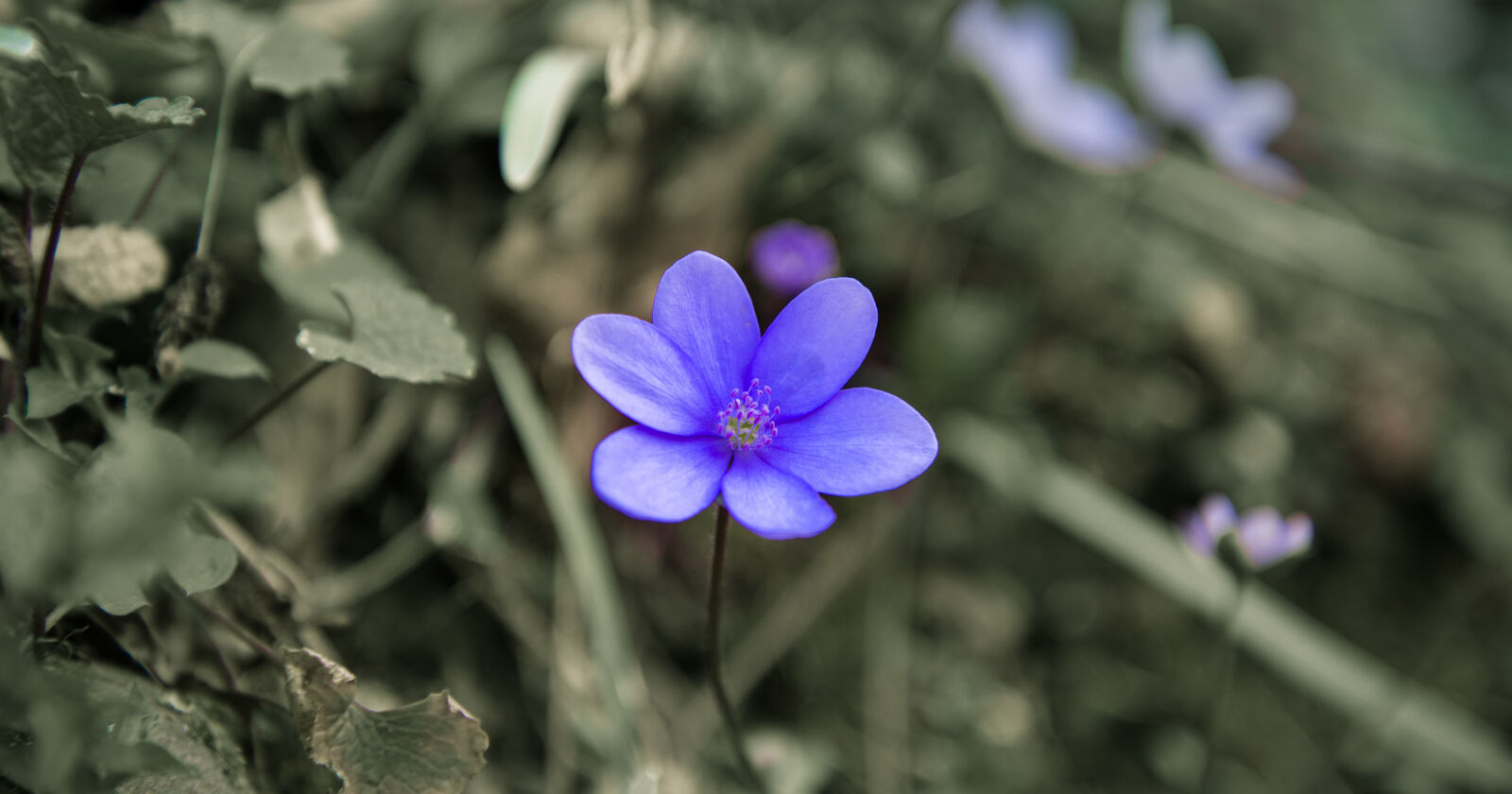 Nikon D610 sample photo. Beautiful, blossom, closeup, colors photography