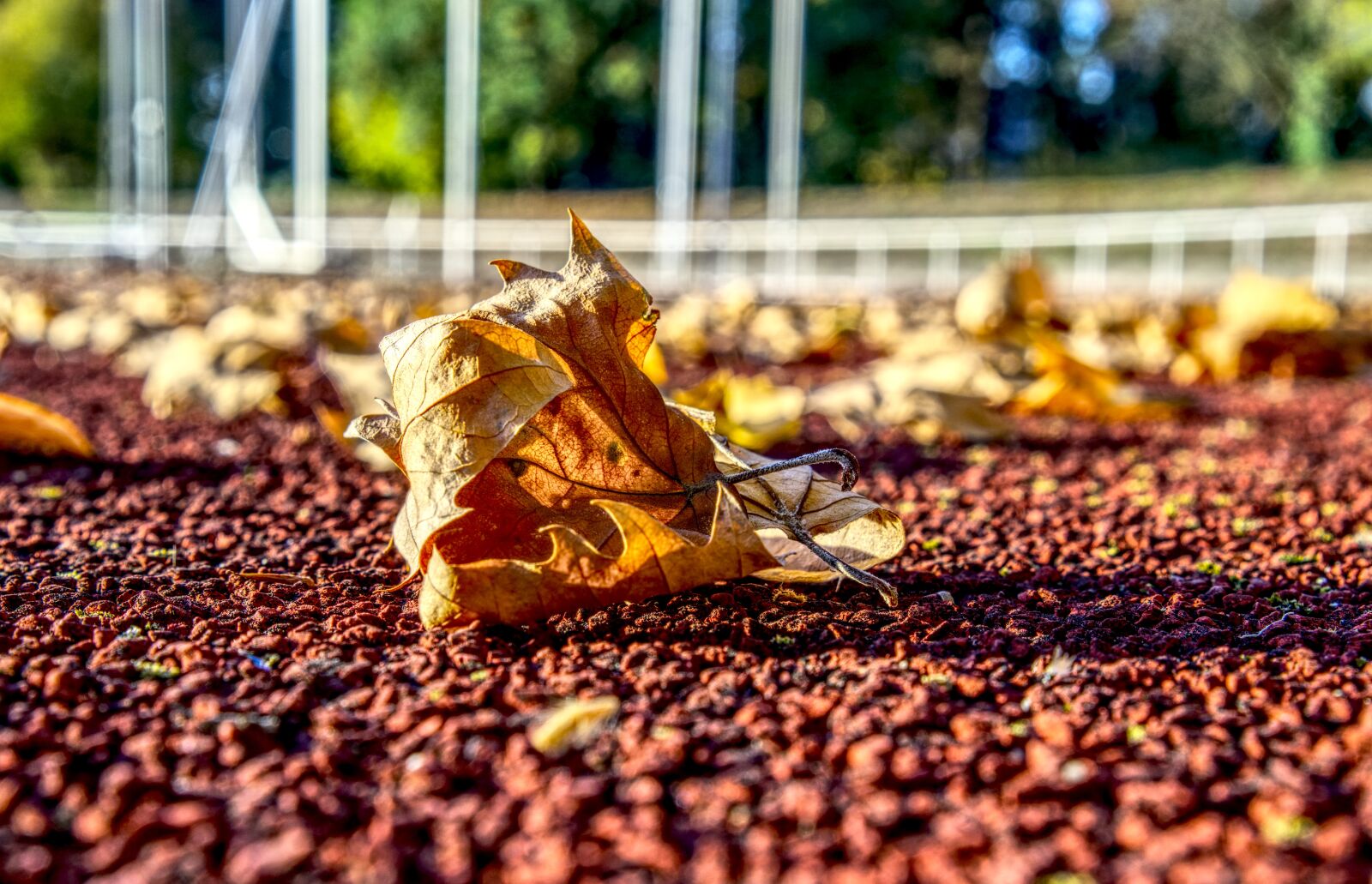 Sony a6000 + Sony E 35mm F1.8 OSS sample photo. Leaves, autumn, leaf photography