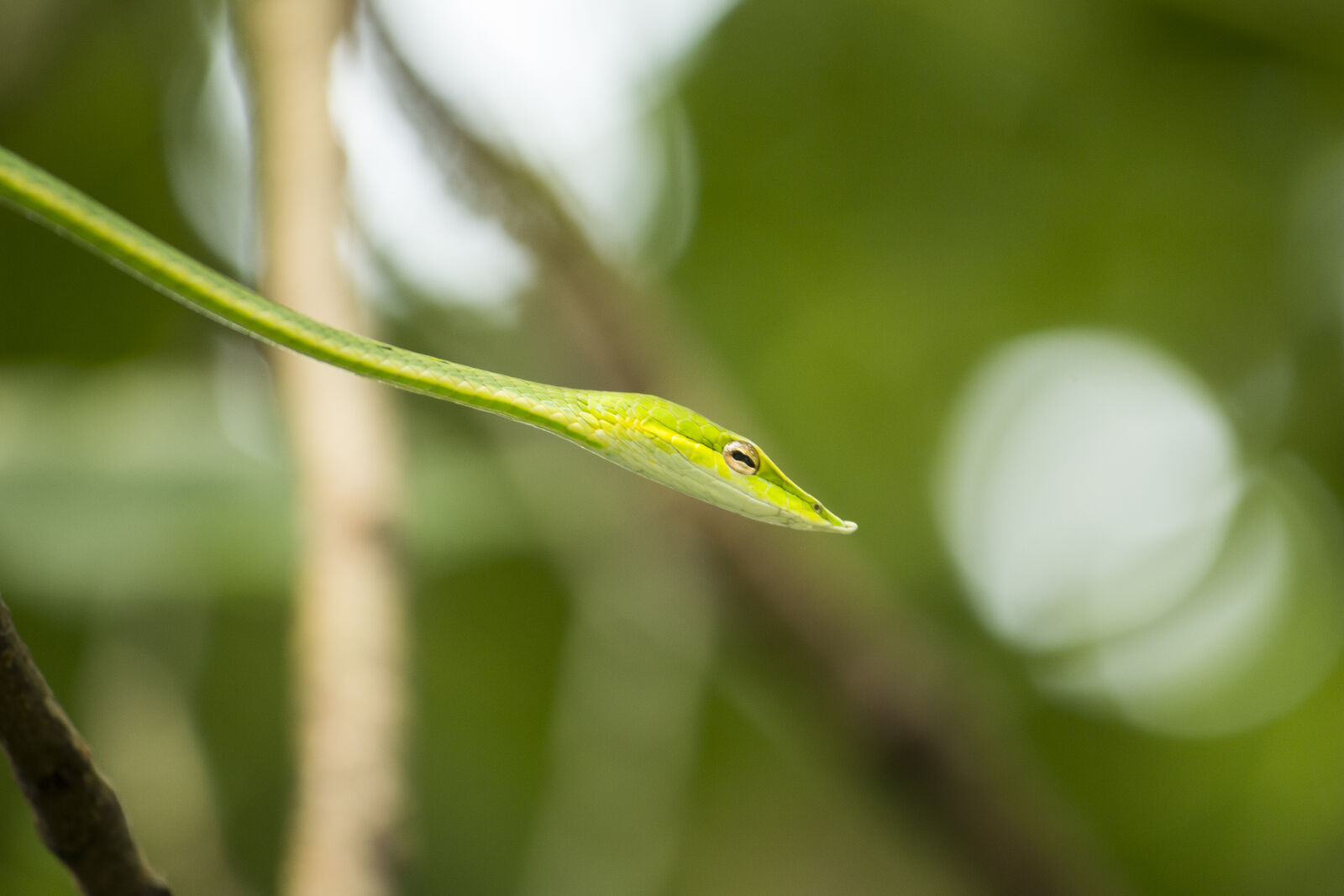 Canon EOS 700D (EOS Rebel T5i / EOS Kiss X7i) sample photo. Greensnake, greenwinesnake, indian, snake photography