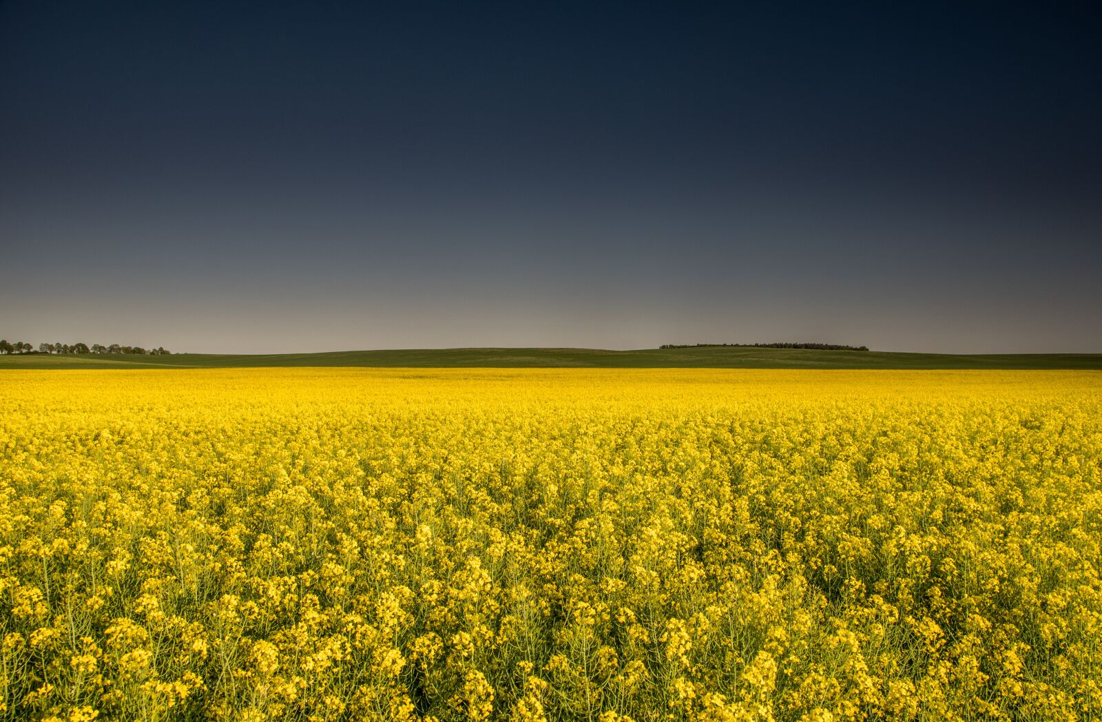 Sigma 17-50mm F2.8 EX DC HSM sample photo. Fields, rapeseed, yellow photography