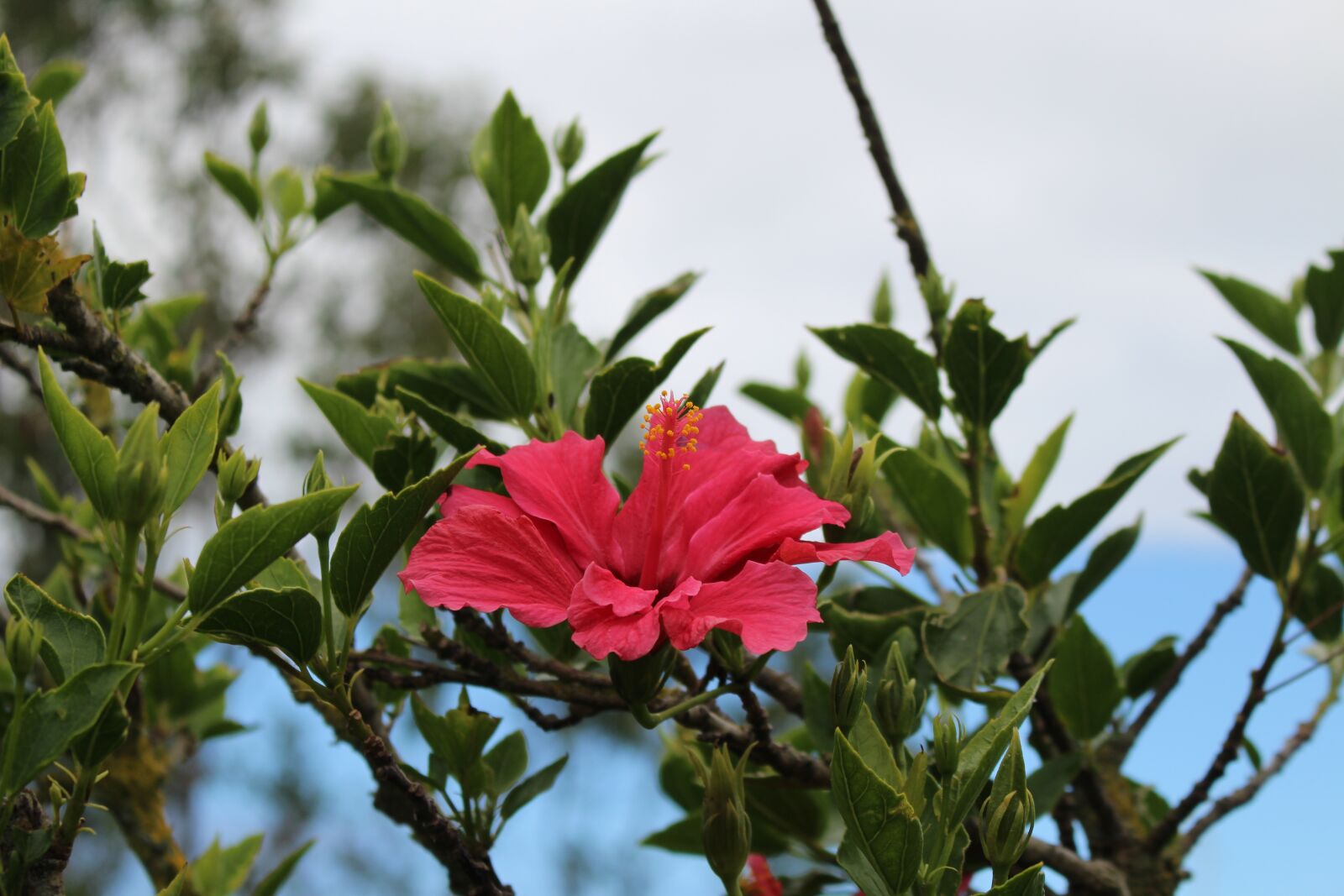 Canon EOS 100D (EOS Rebel SL1 / EOS Kiss X7) sample photo. Plant, nature, leaf photography