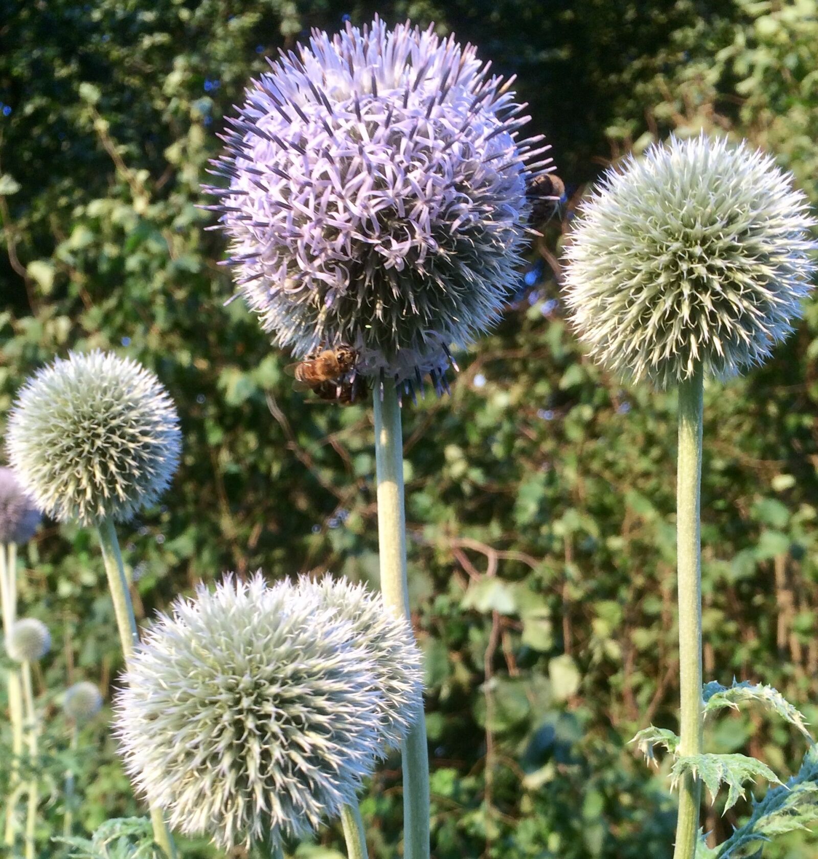 iPhone 5s back camera 4.15mm f/2.2 sample photo. Flowers, diestel, prickly photography