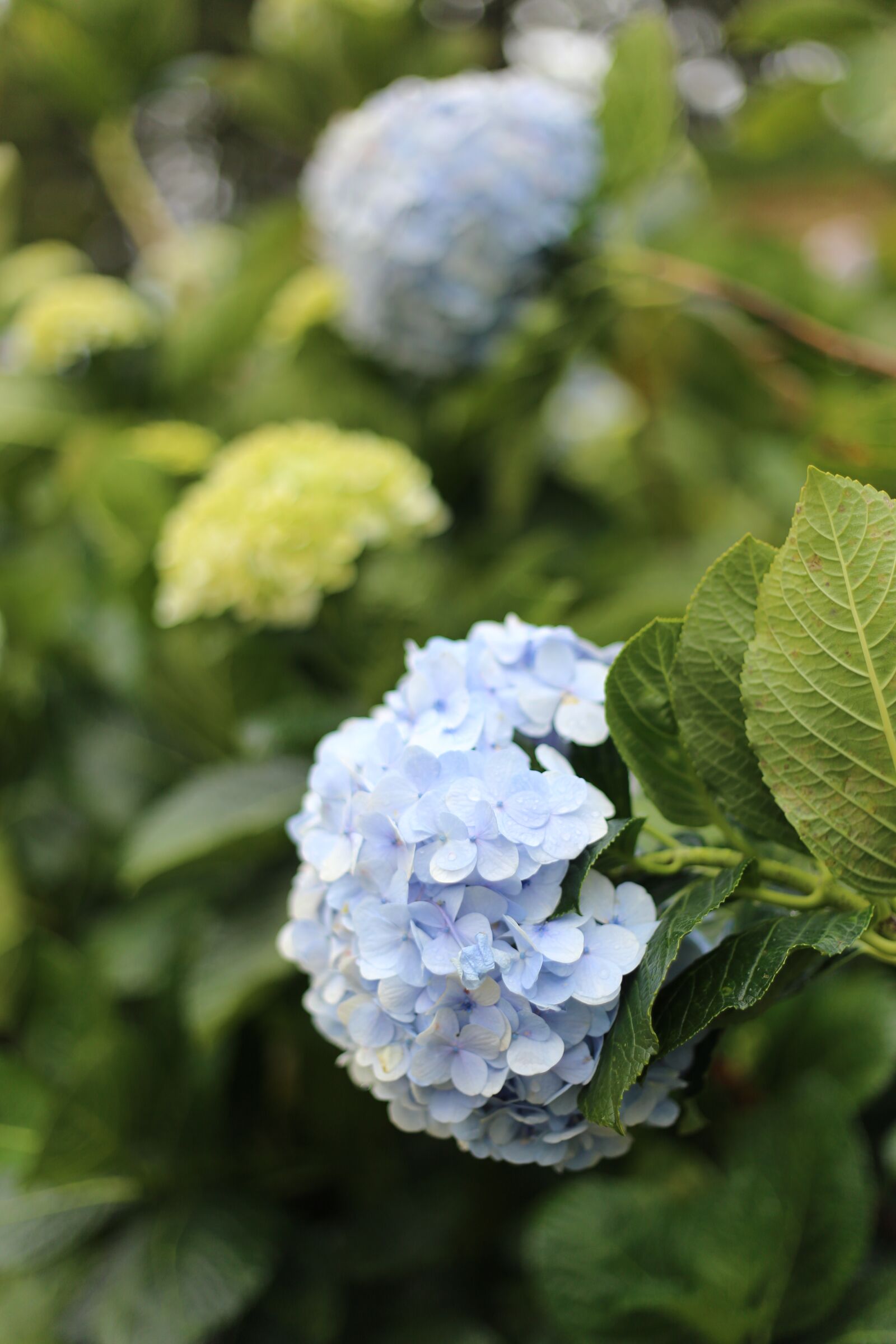 Canon EF 50mm F1.8 II sample photo. Flower, dalat, vietnam photography