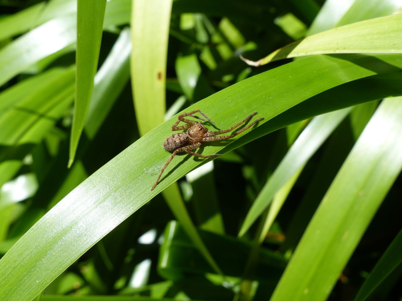 Panasonic Lumix DMC-FZ200 sample photo. Spider, insects, insect photography