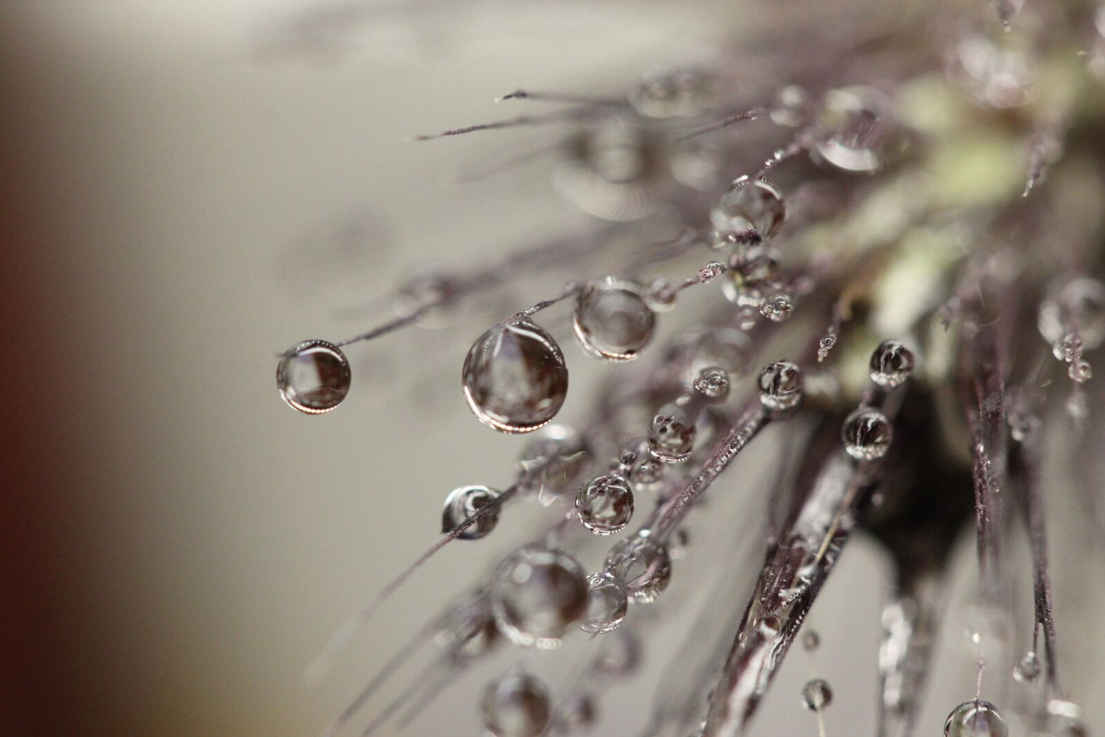 Canon EOS 600D (Rebel EOS T3i / EOS Kiss X5) + Canon EF 100mm F2.8 Macro USM sample photo. Dewdrops, dew, wet photography