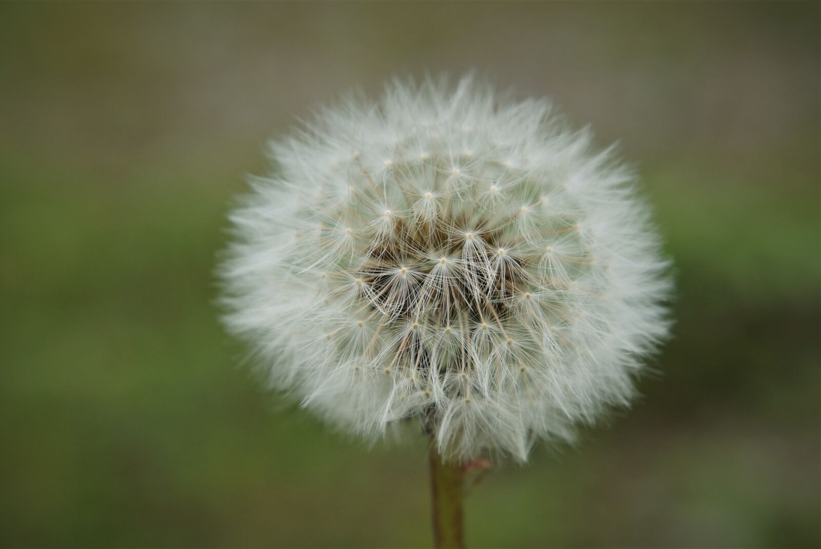 Sony SLT-A65 (SLT-A65V) + 24-70mm F2.8 sample photo. Plant, dandelion, fluffy photography