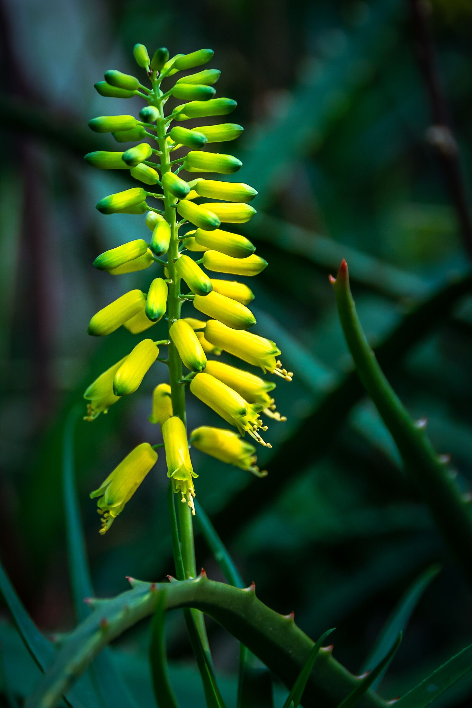 Nikon D3100 sample photo. Yellow flowers, cactus, botanical photography