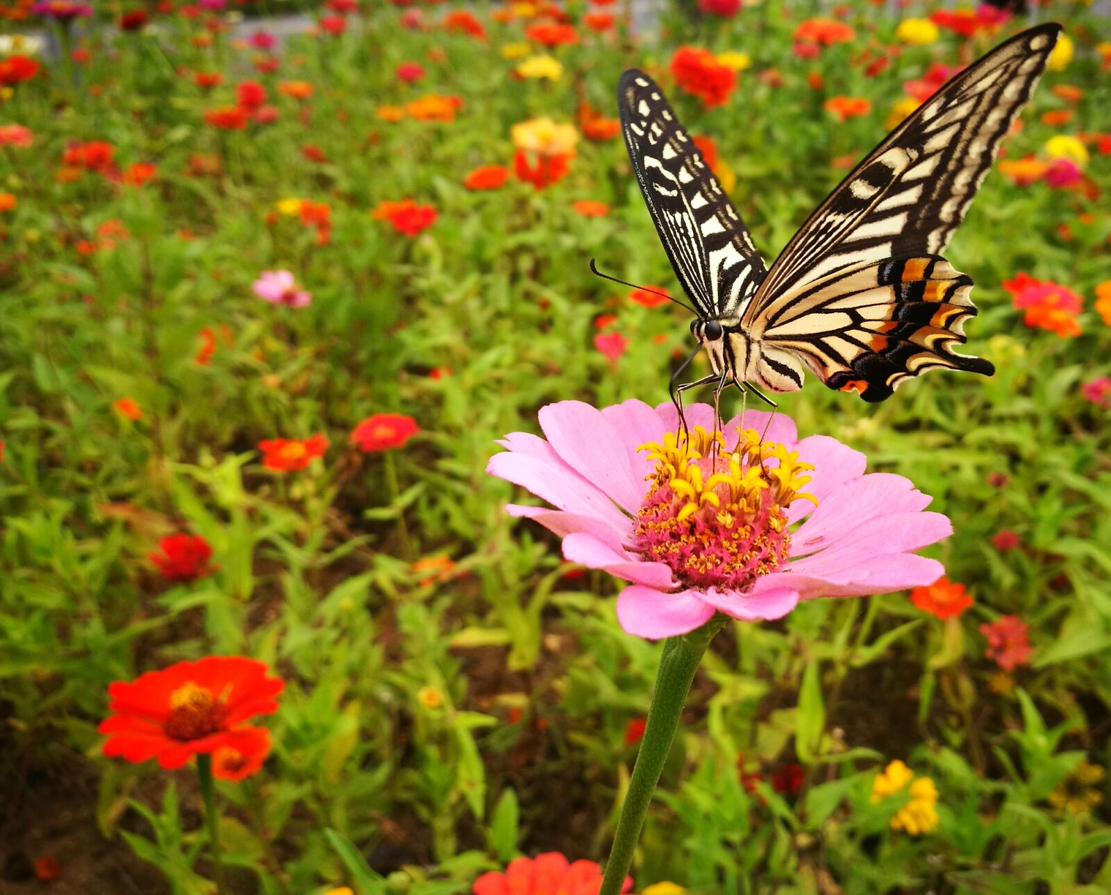HUAWEI P9 Plus sample photo. Butterfly, flower, color photography