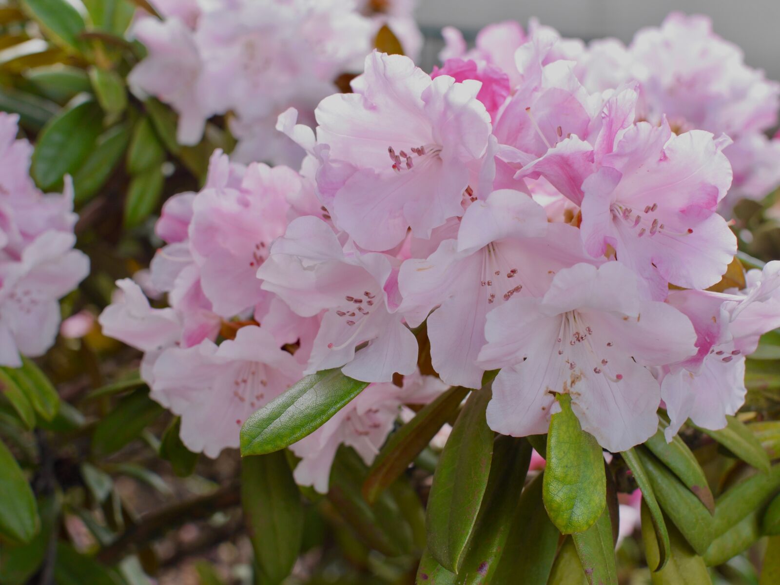 Panasonic Lumix DMC-GH3 sample photo. Flower, flora, garden photography