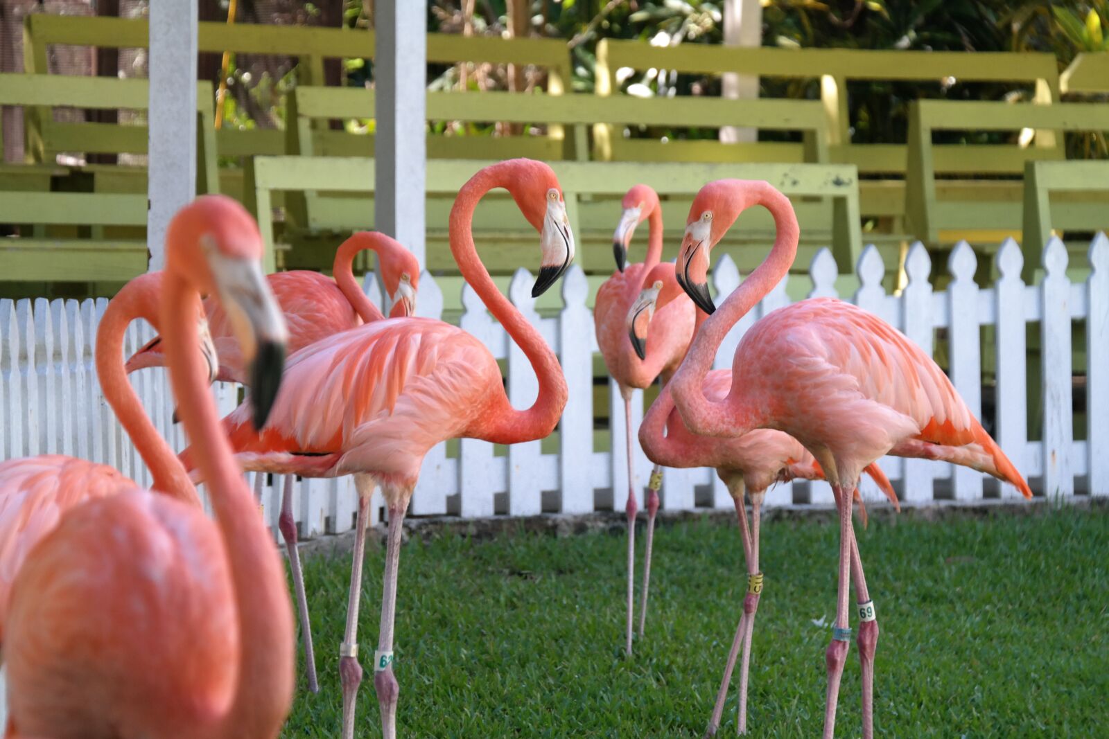 Samsung NX300 sample photo. Flamingo, group, pink photography