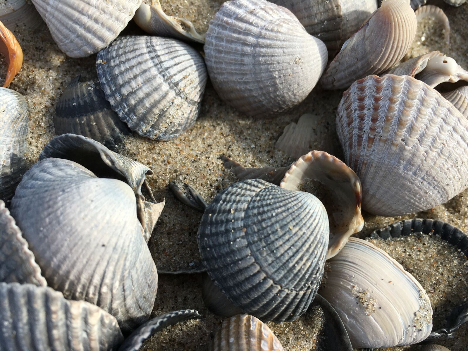 Apple iPhone 6s sample photo. Mussels, sea, beach photography