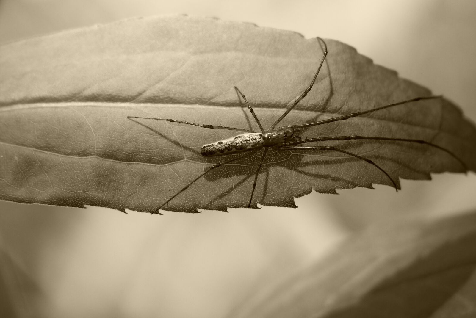 Panasonic Lumix DMC-FZ200 sample photo. Arachnid, scary, hairy photography