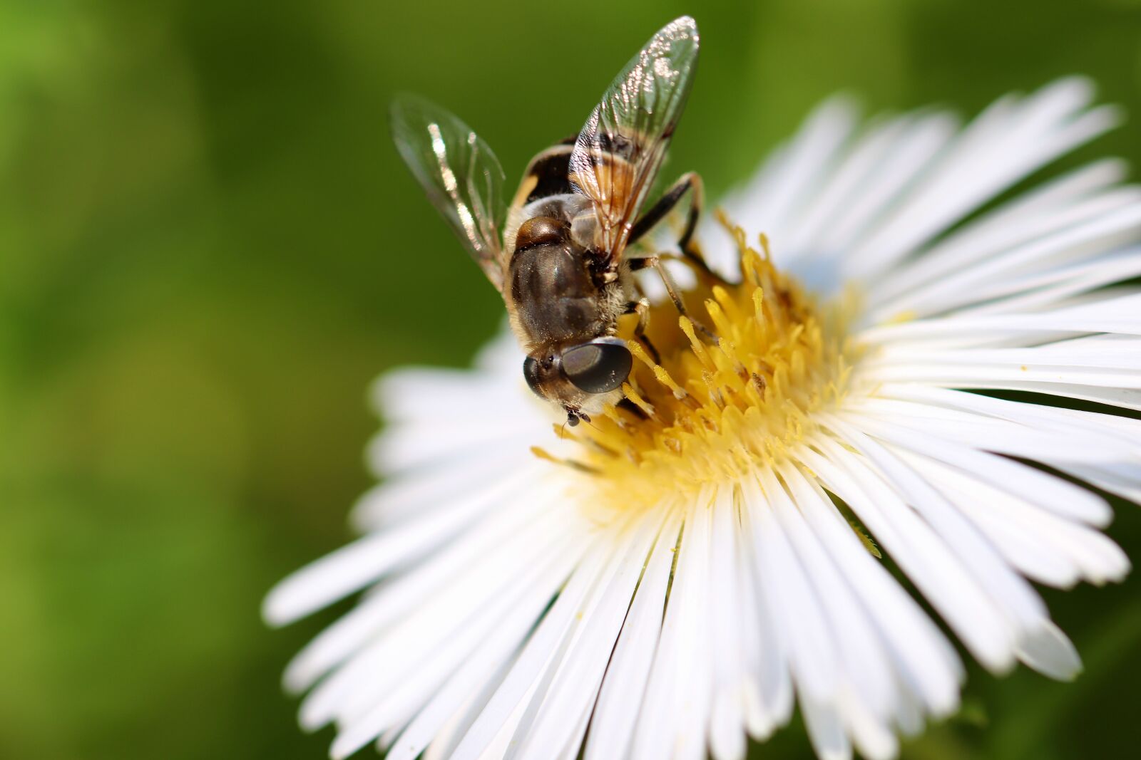 Canon EOS 800D (EOS Rebel T7i / EOS Kiss X9i) sample photo. Hoverfly, insect, aster photography