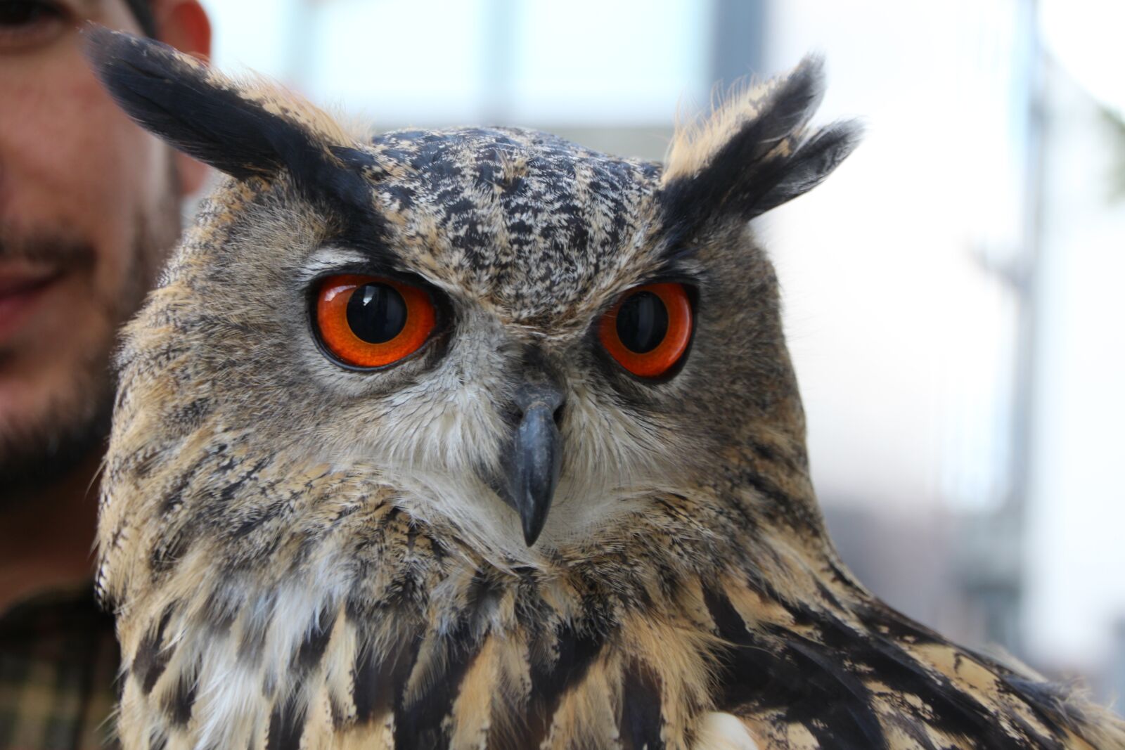 Canon EOS 700D (EOS Rebel T5i / EOS Kiss X7i) sample photo. Eagle owl, owl, wildfowl photography