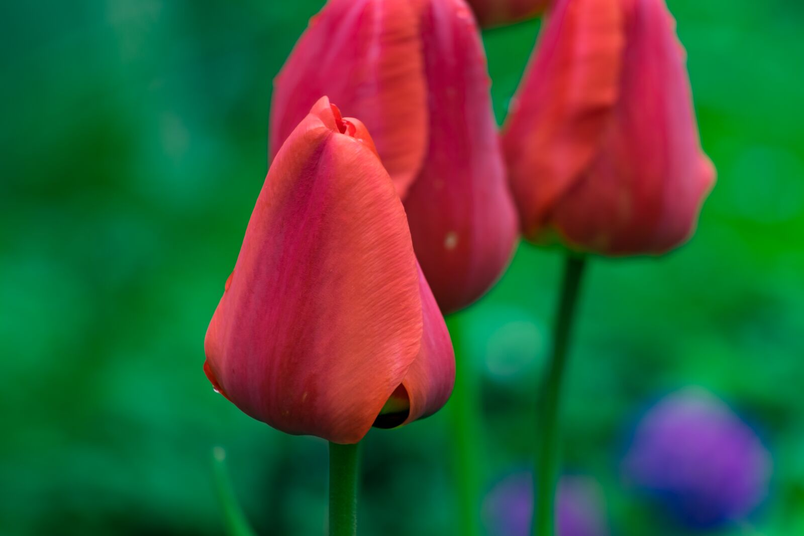 Fujifilm XF 55-200mm F3.5-4.8 R LM OIS sample photo. Tulip, flower, garden photography