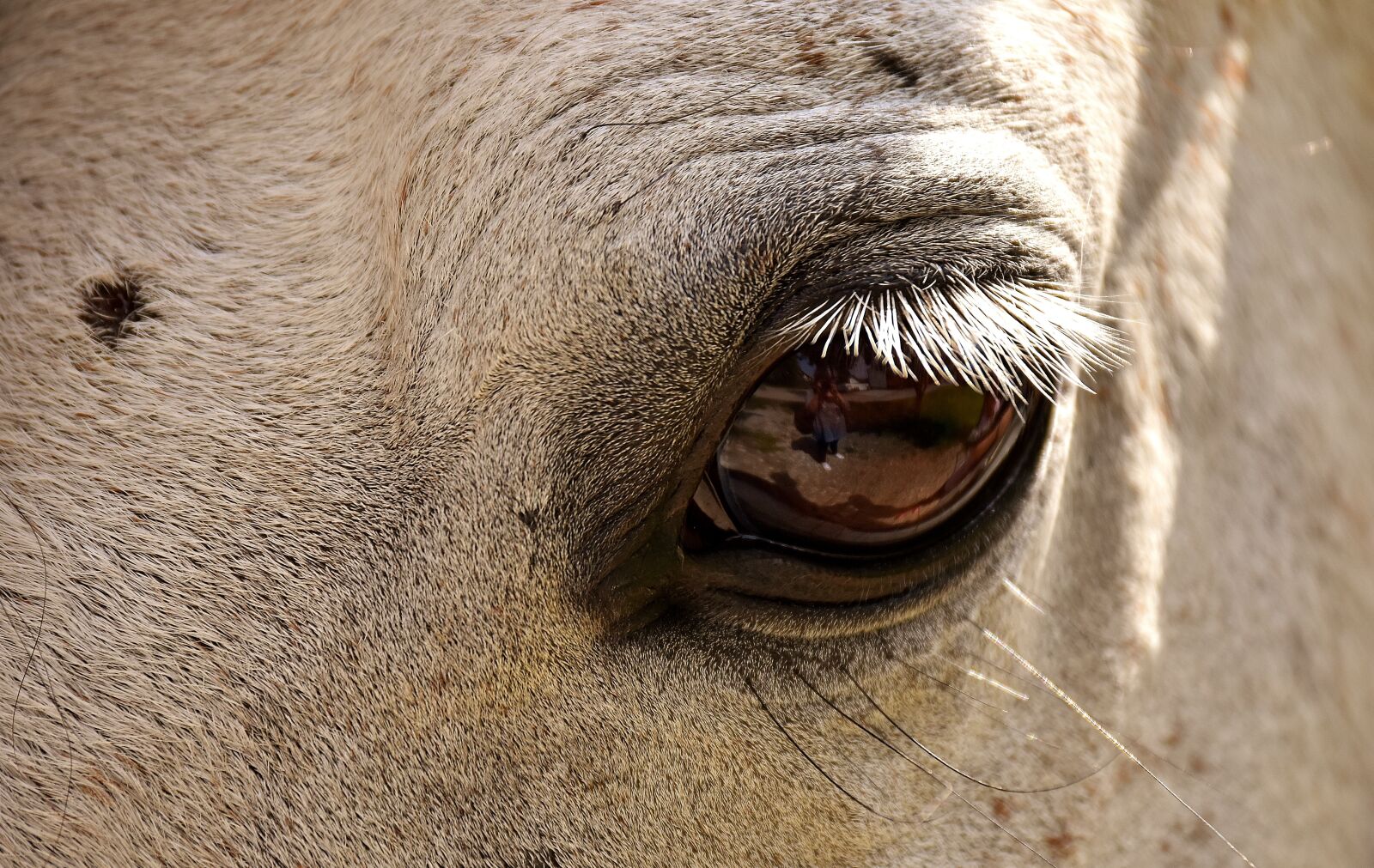 Nikon D7200 sample photo. Horse, mold, pony photography
