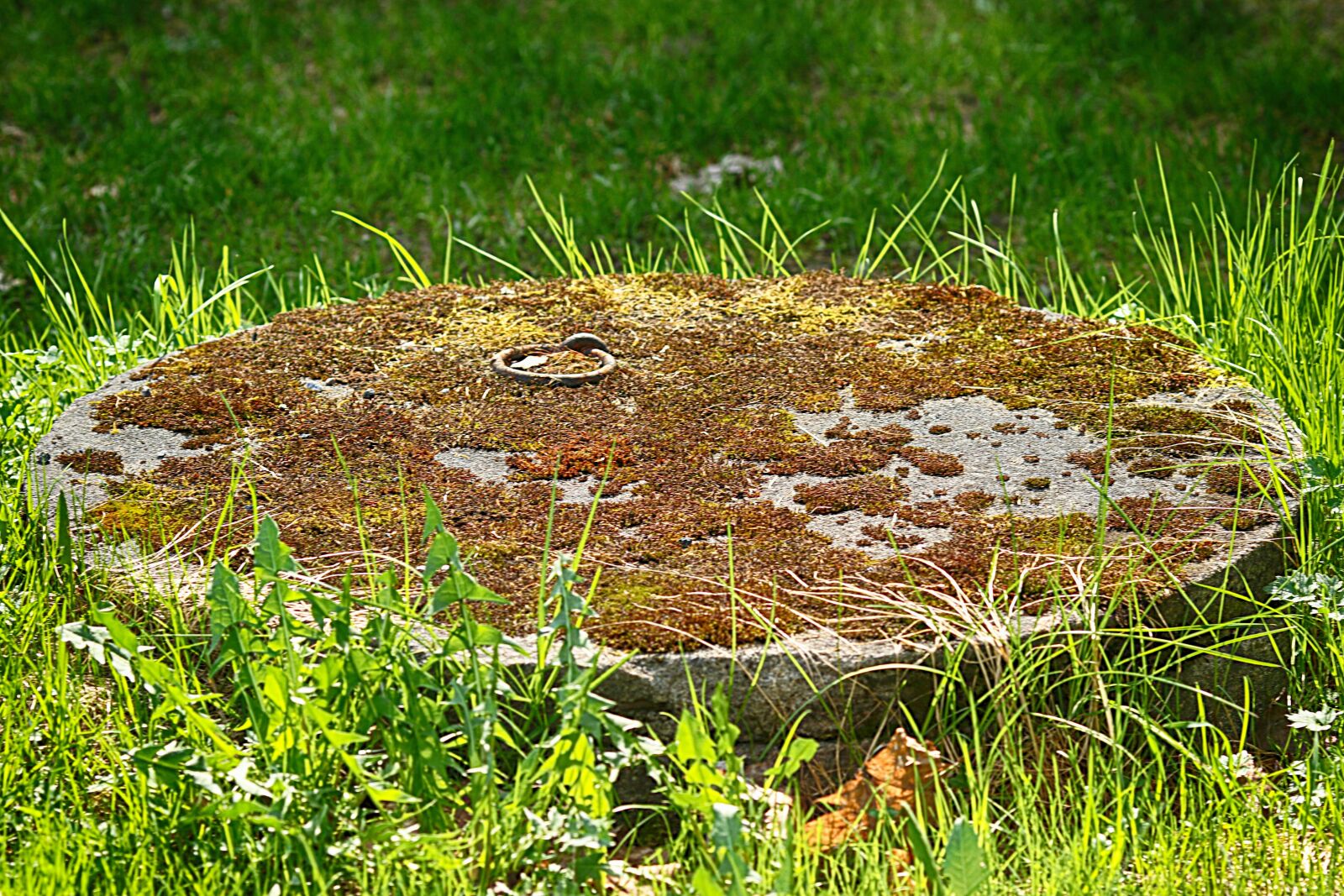 Canon EOS 7D Mark II + Canon EF 135mm F2L USM sample photo. Manhole covers, outdoors, grass photography