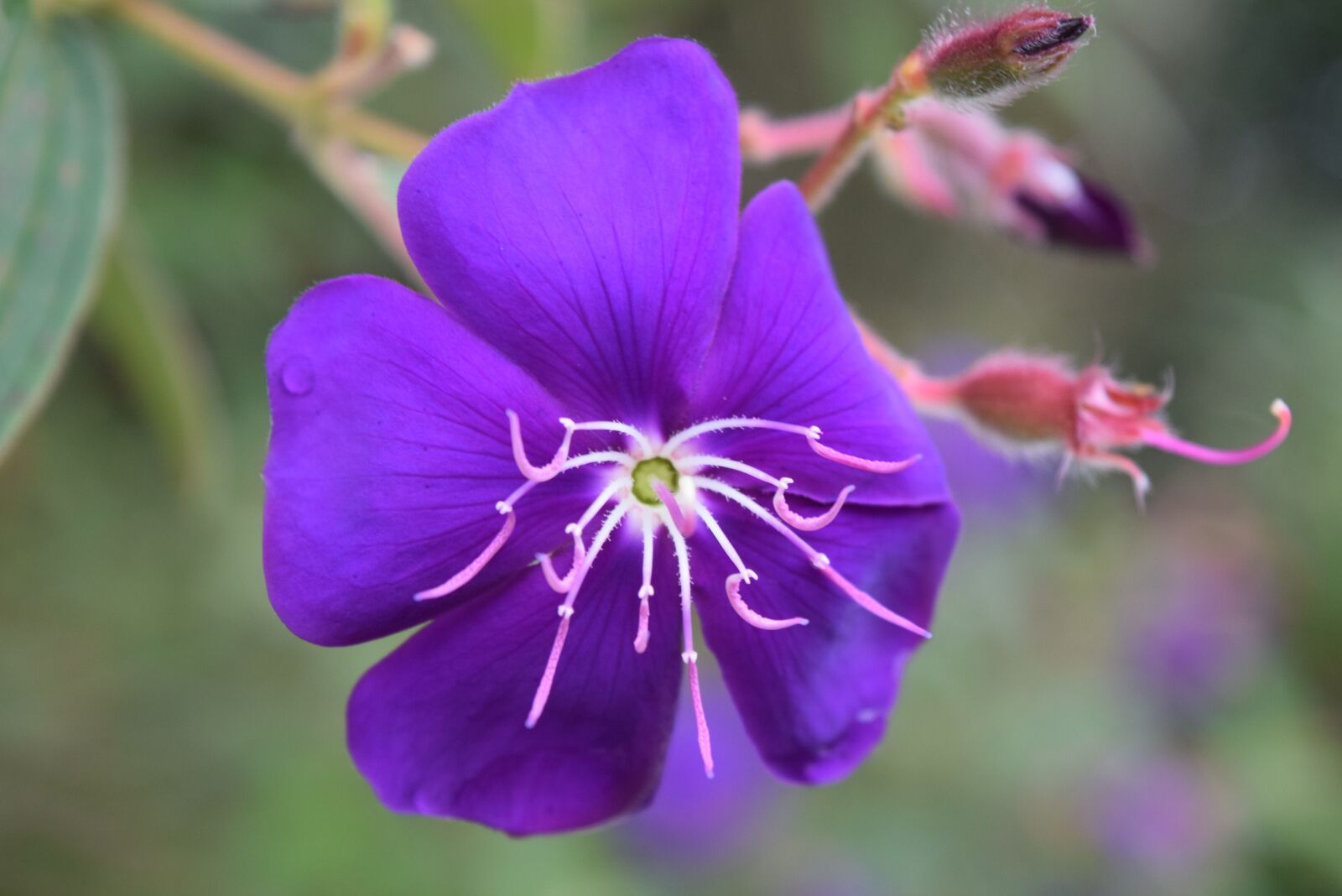 Nikon D5300 sample photo. Purple, flower, blossom photography