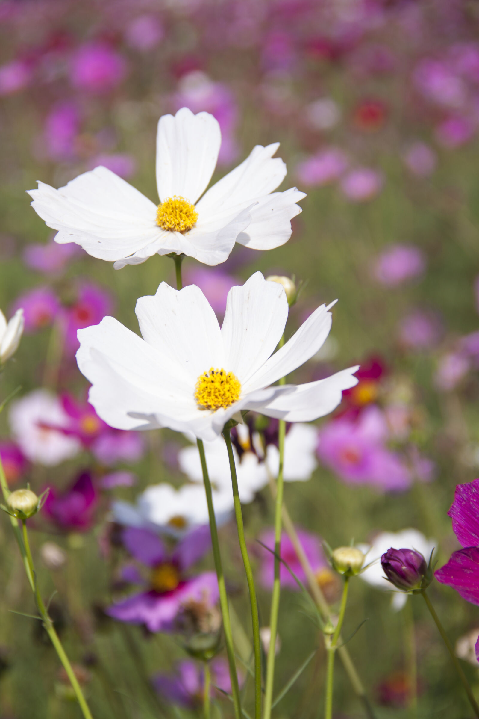 Canon EOS 500D (EOS Rebel T1i / EOS Kiss X3) sample photo. Nature, field, flowers, cosmos photography