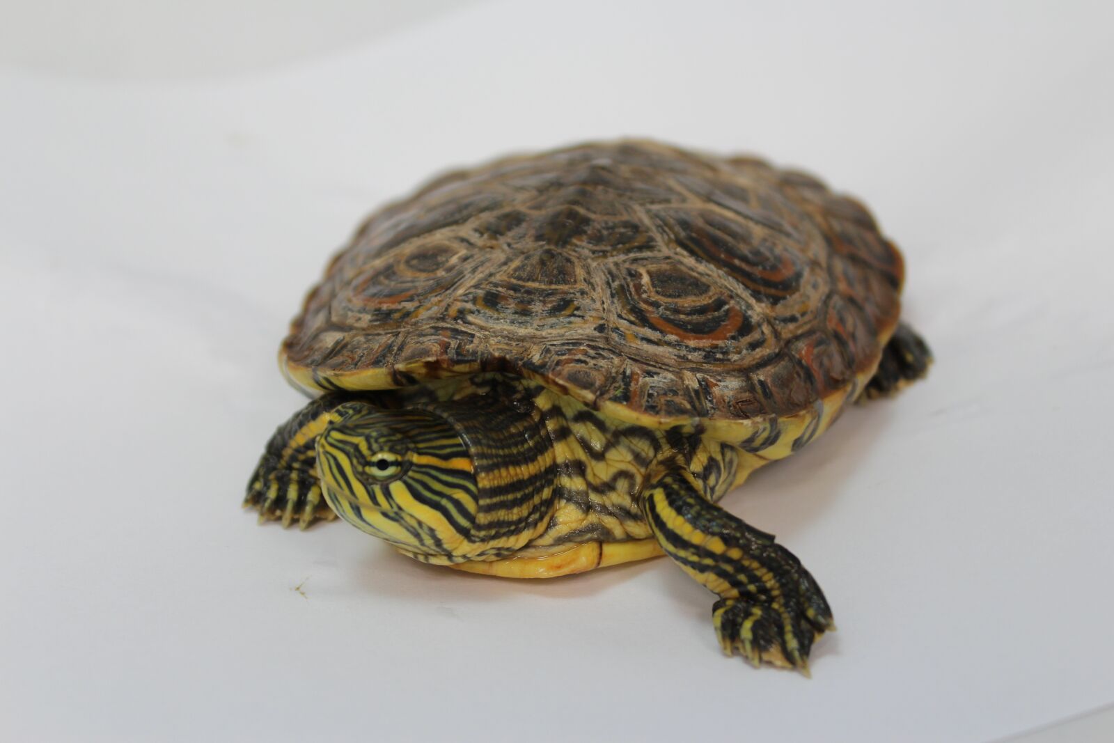 Canon EOS 1200D (EOS Rebel T5 / EOS Kiss X70 / EOS Hi) sample photo. Turtle, nature, encourages photography