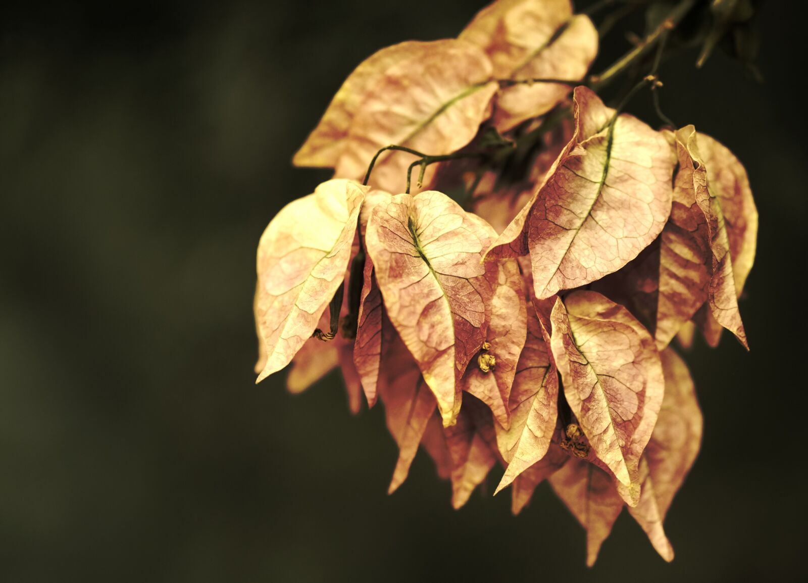 Fujifilm X-E3 sample photo. Nature, leaves, flowers photography