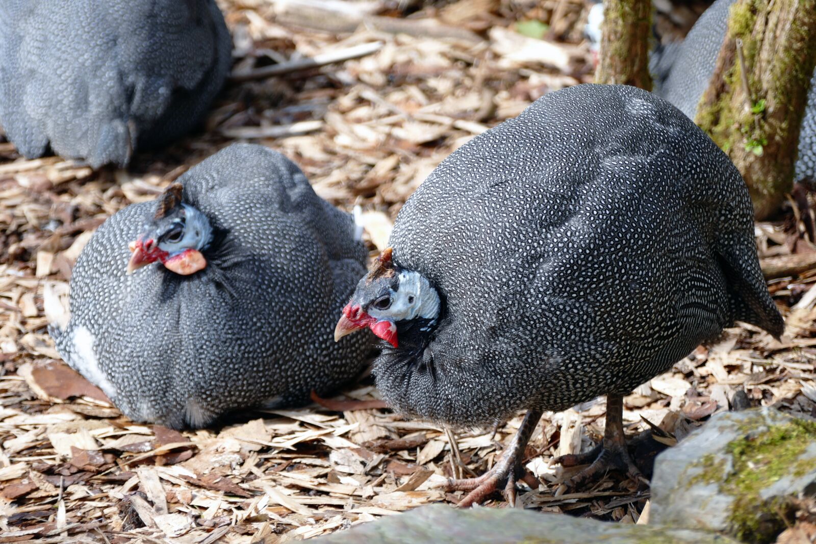 Panasonic Lumix DMC-FZ1000 sample photo. Guinea fowl, nature, bird photography