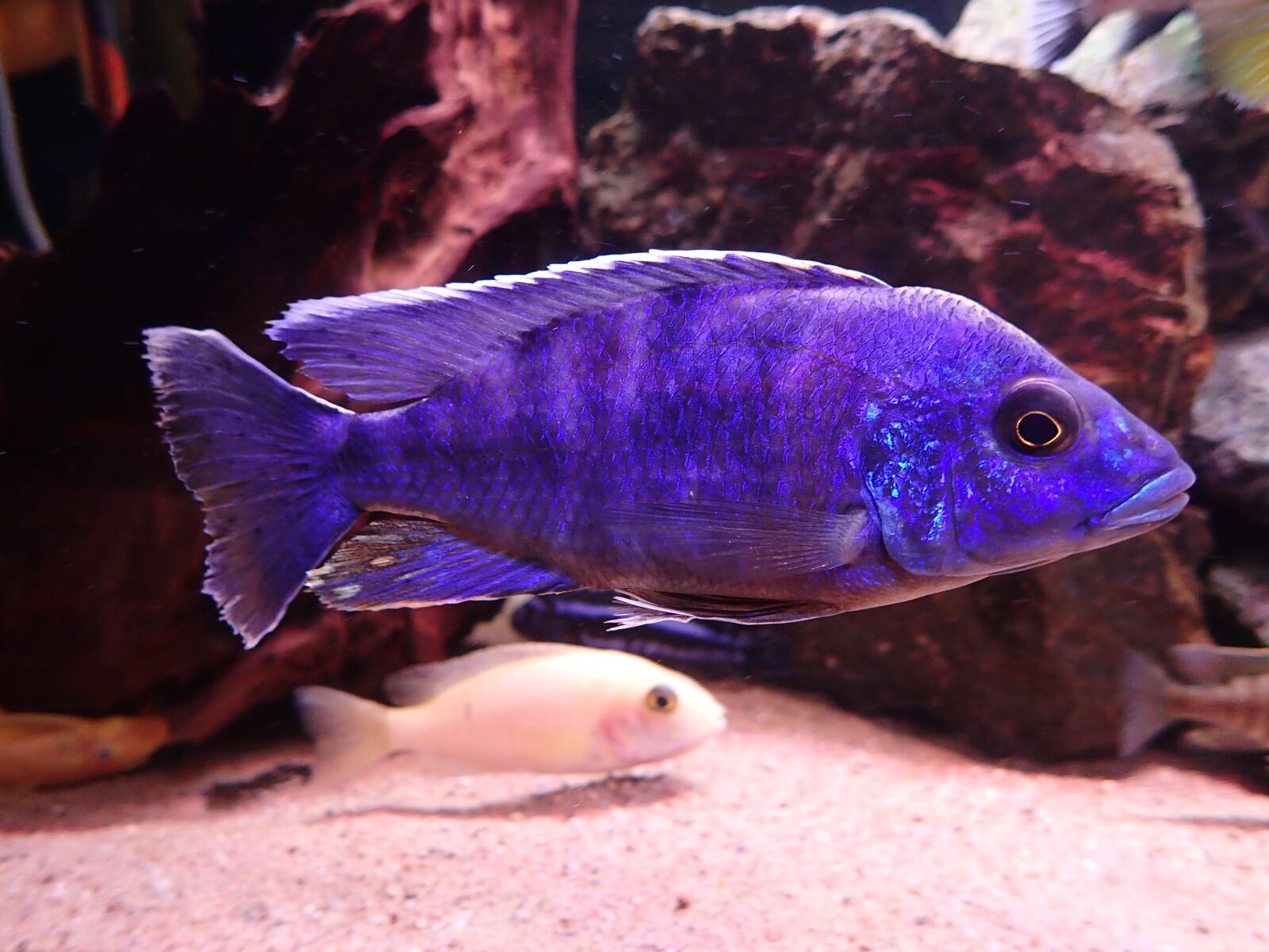 Olympus TG-3 sample photo. Fish, aquarium, freshwater photography