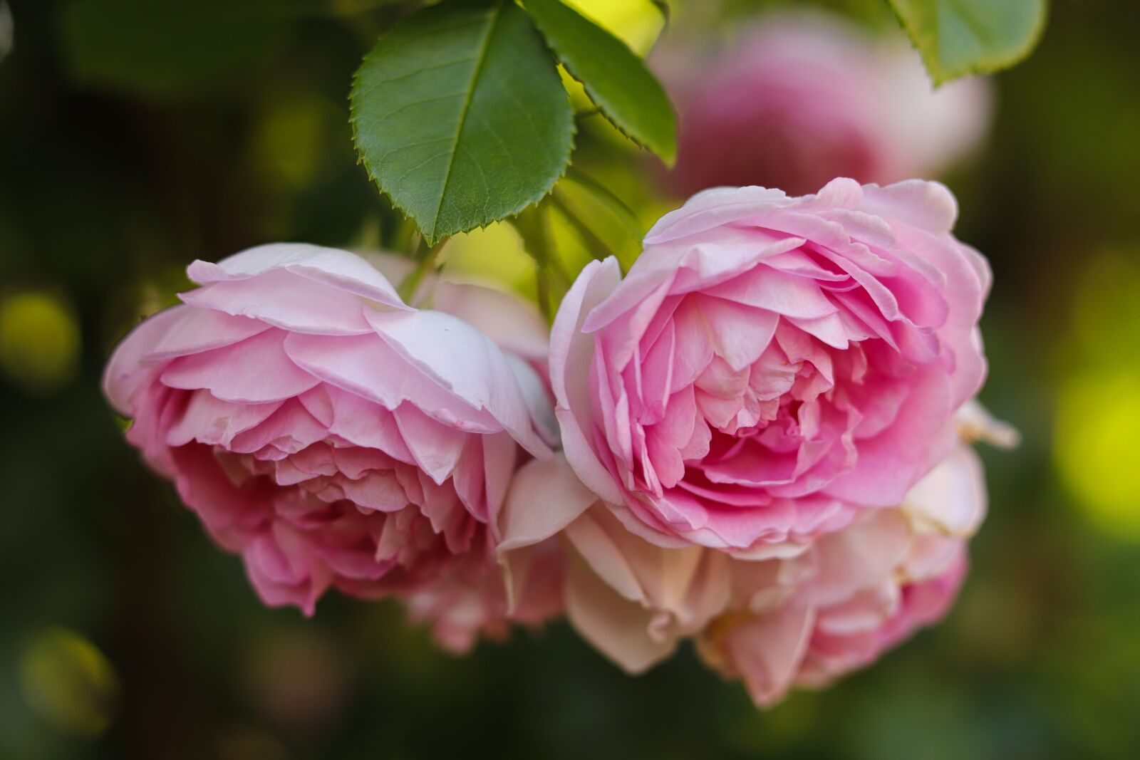 Canon EOS 200D (EOS Rebel SL2 / EOS Kiss X9) + Canon EF 50mm F1.8 STM sample photo. Roses, pink, romantic photography
