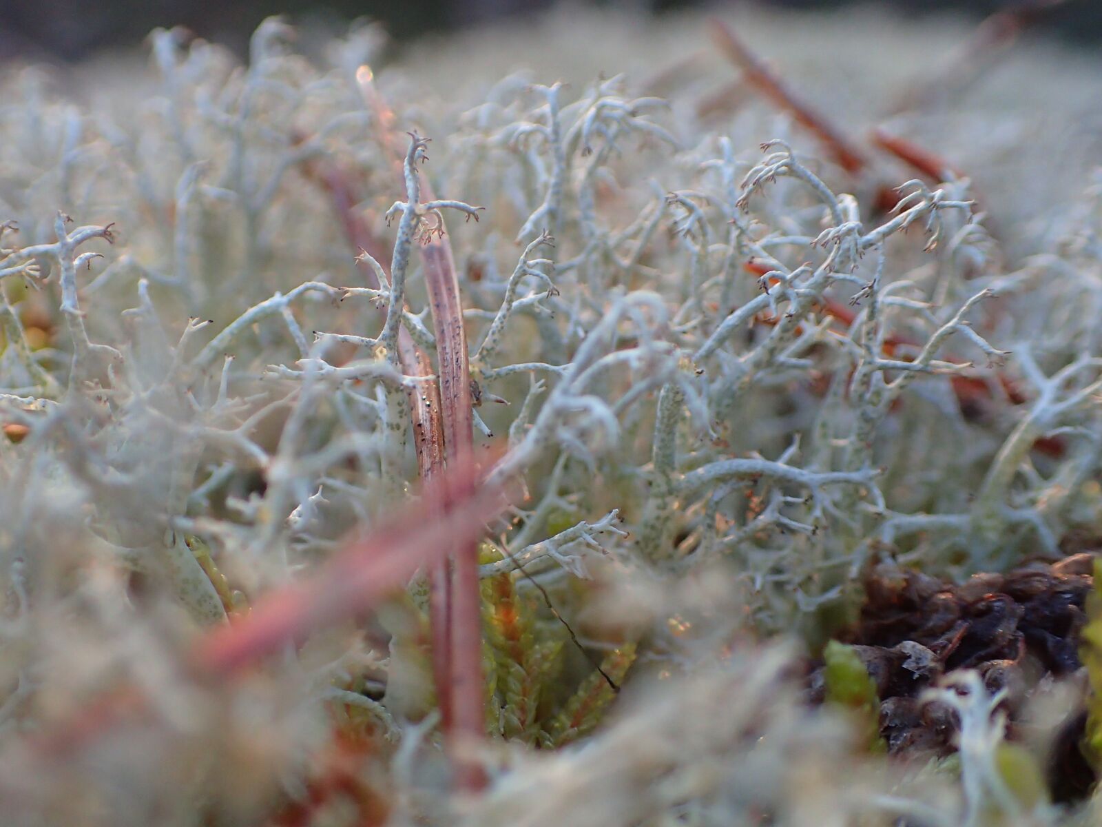 Olympus TG-4 sample photo. Lichen, lapland, nature photography